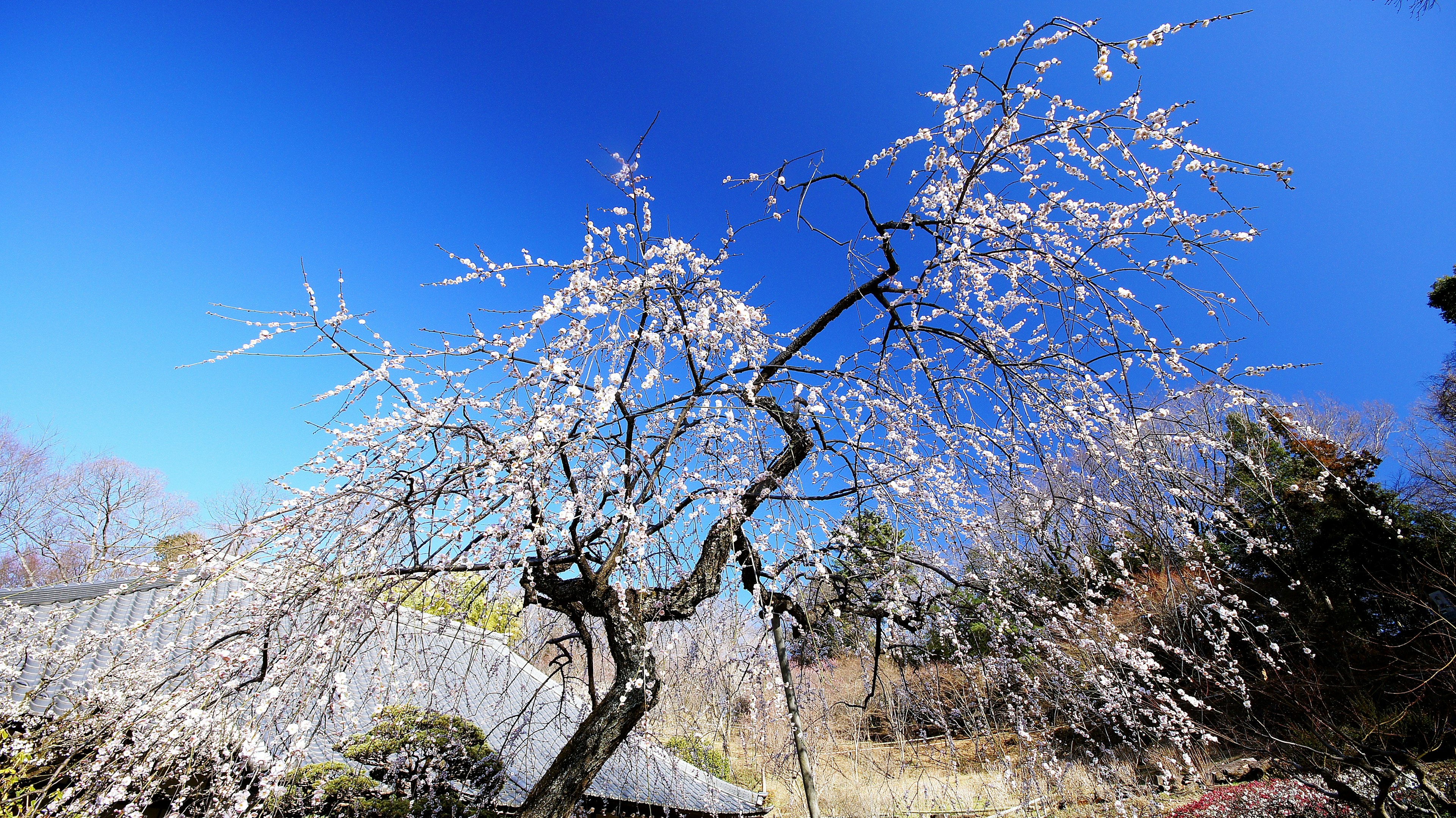 青空の下で咲く白い花を持つ枝垂れ梅の木