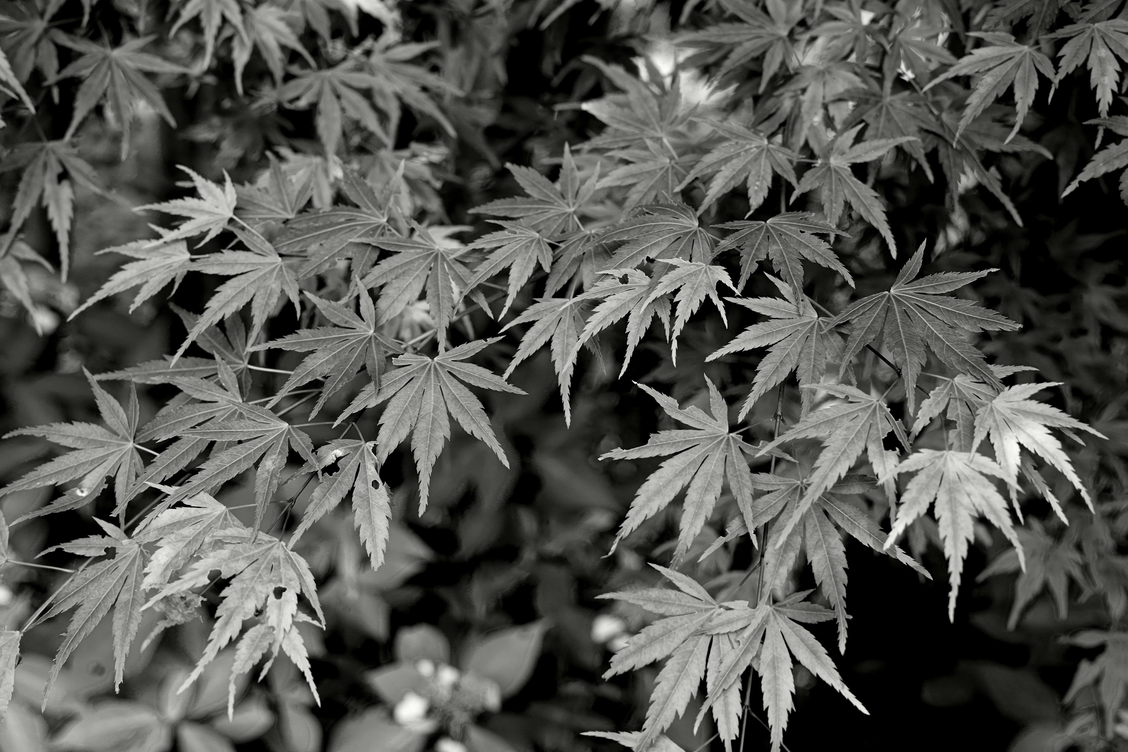 A beautiful composition of overlapping black and white maple leaves