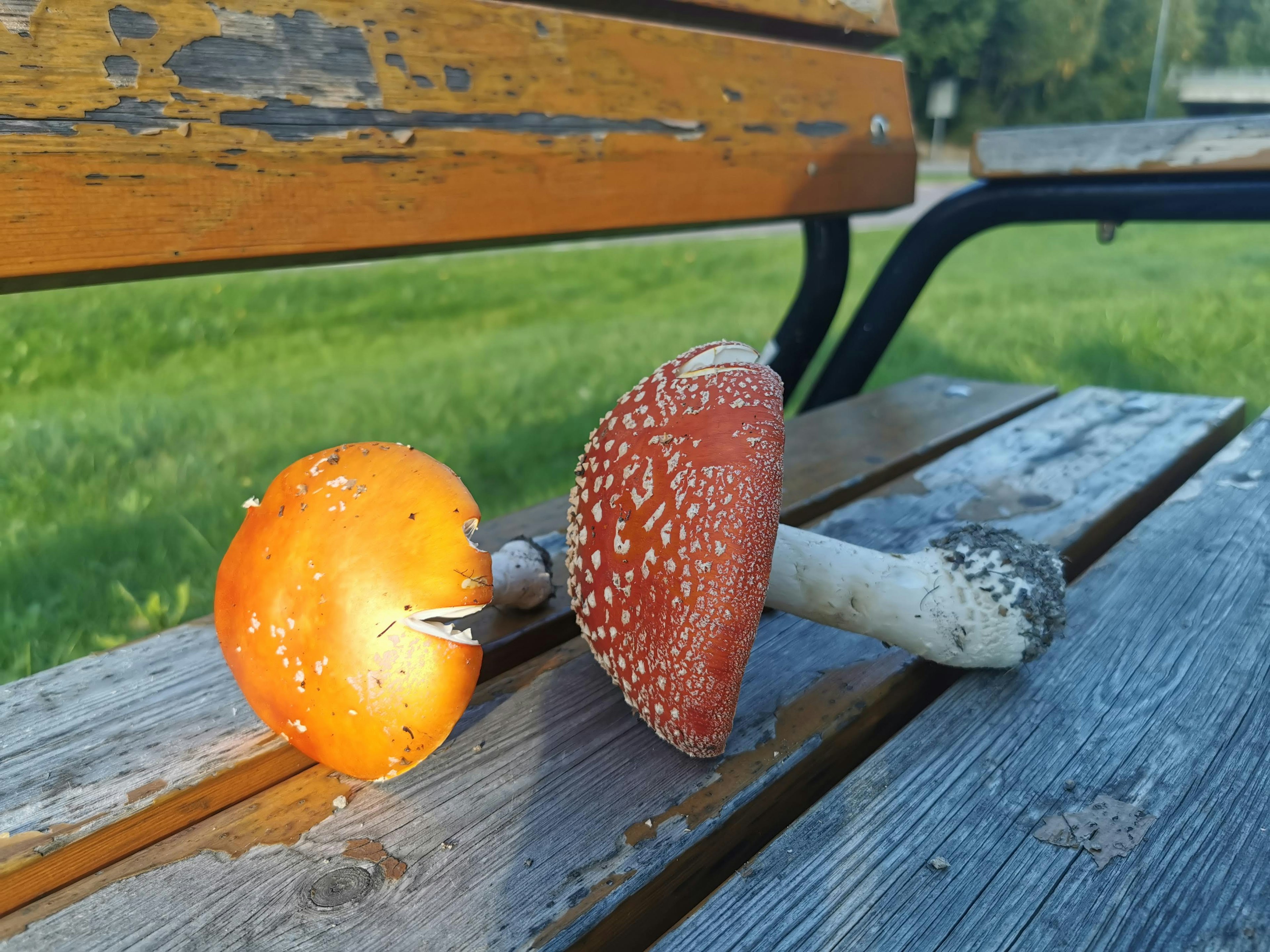 Red and orange mushrooms on a wooden bench