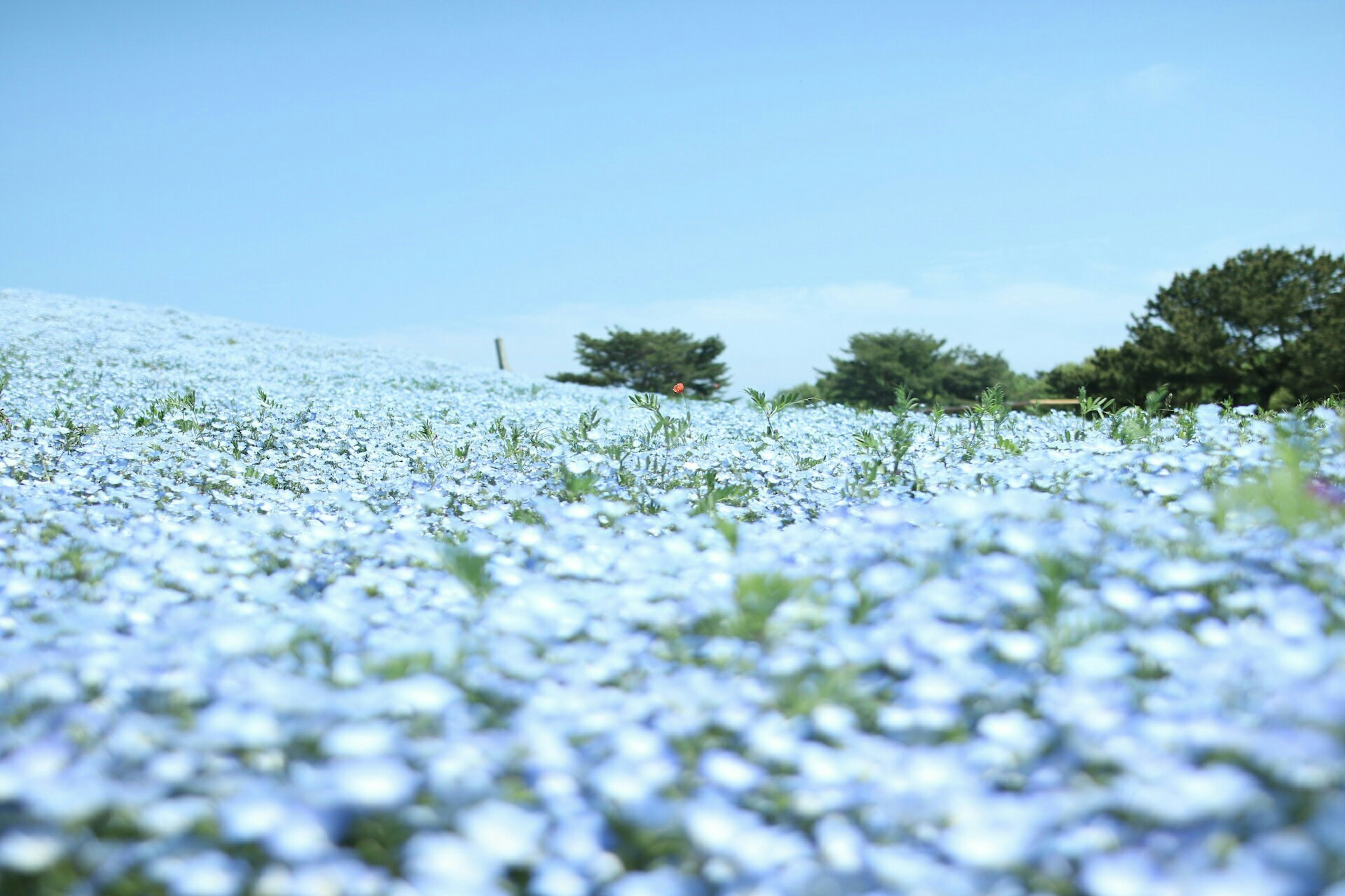 Un paisaje hermoso con un campo de flores azules