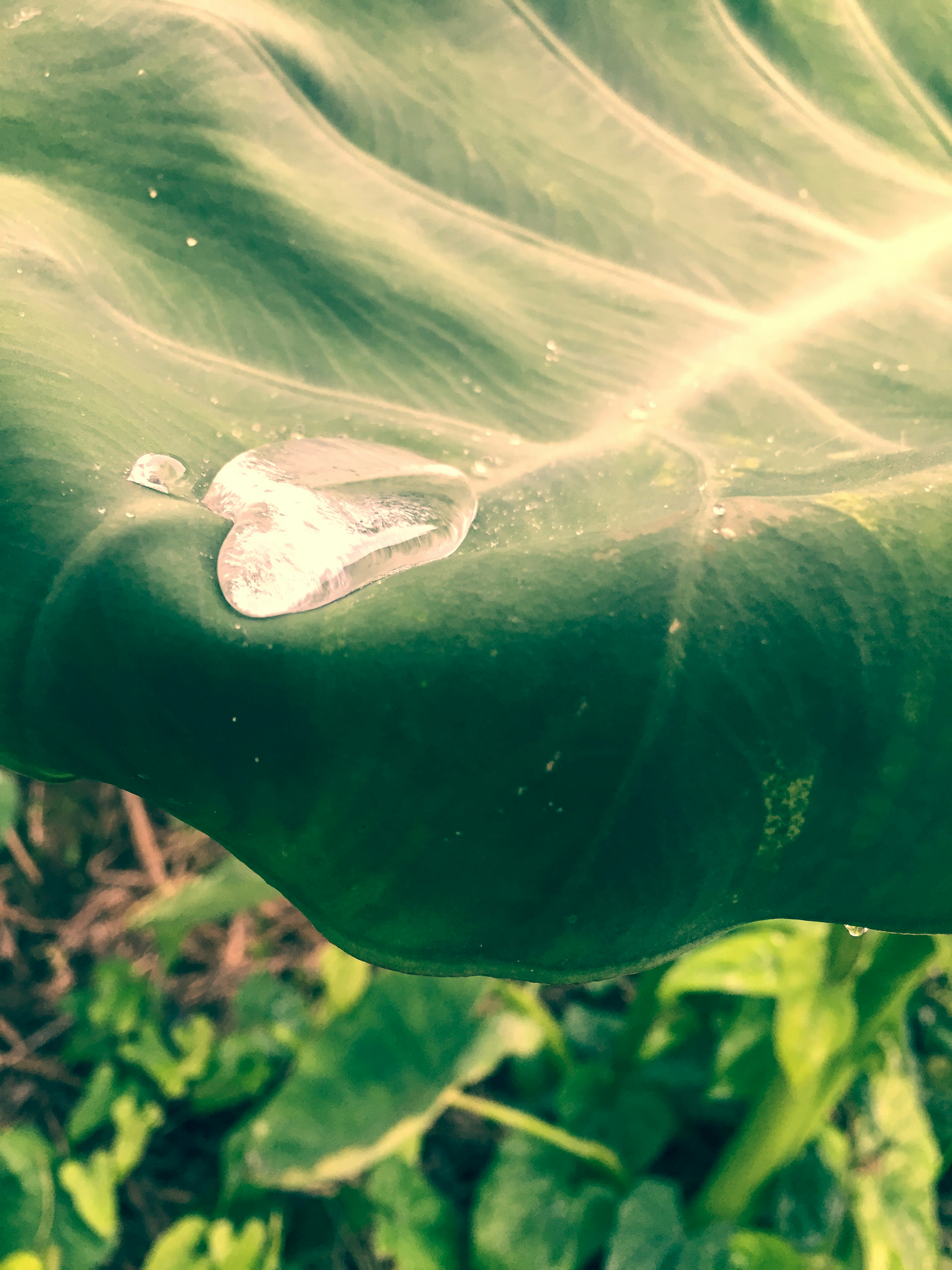 Water droplet in the shape of a heart on a green leaf