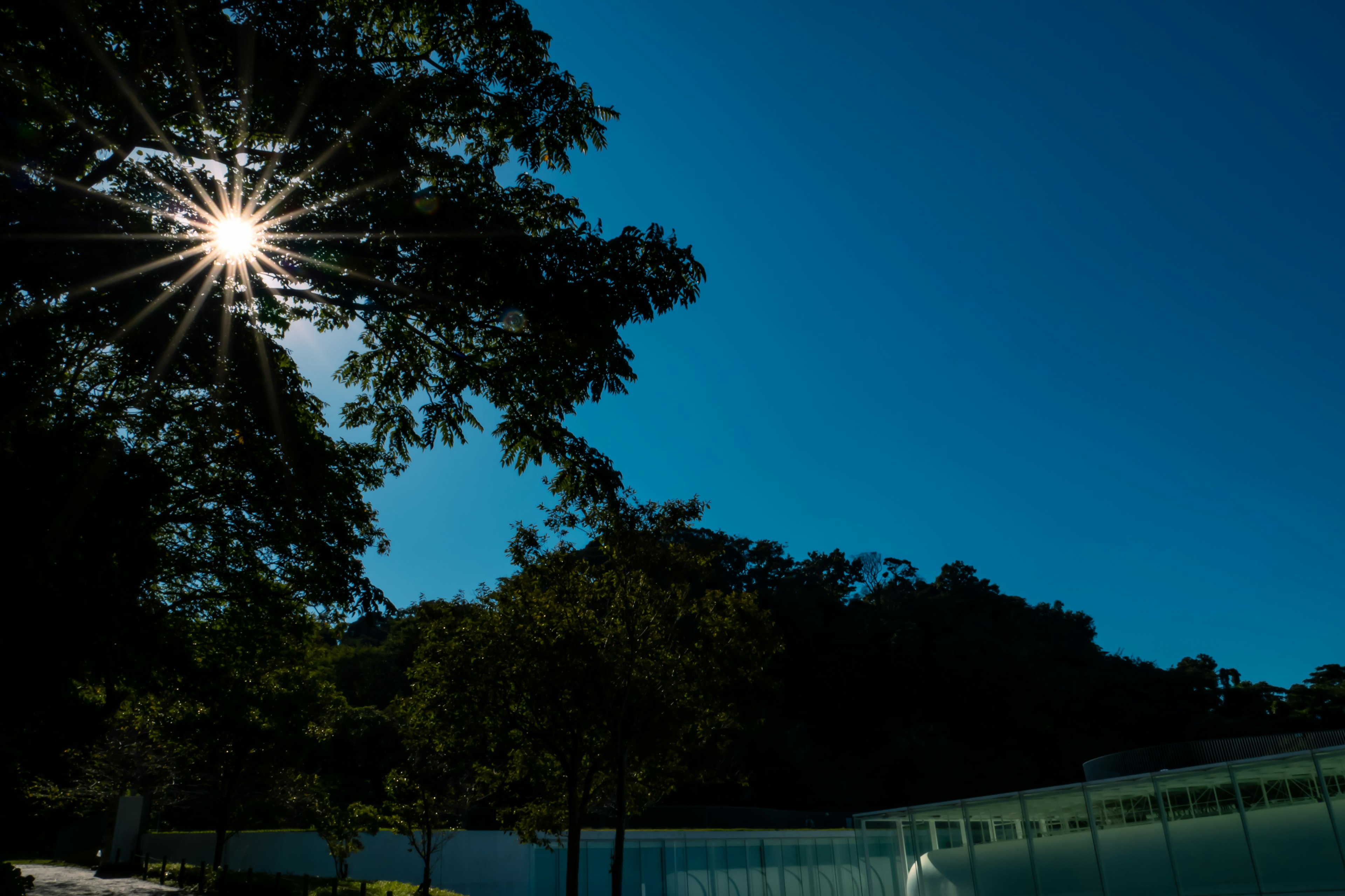 Bright sun shining through trees under a clear blue sky