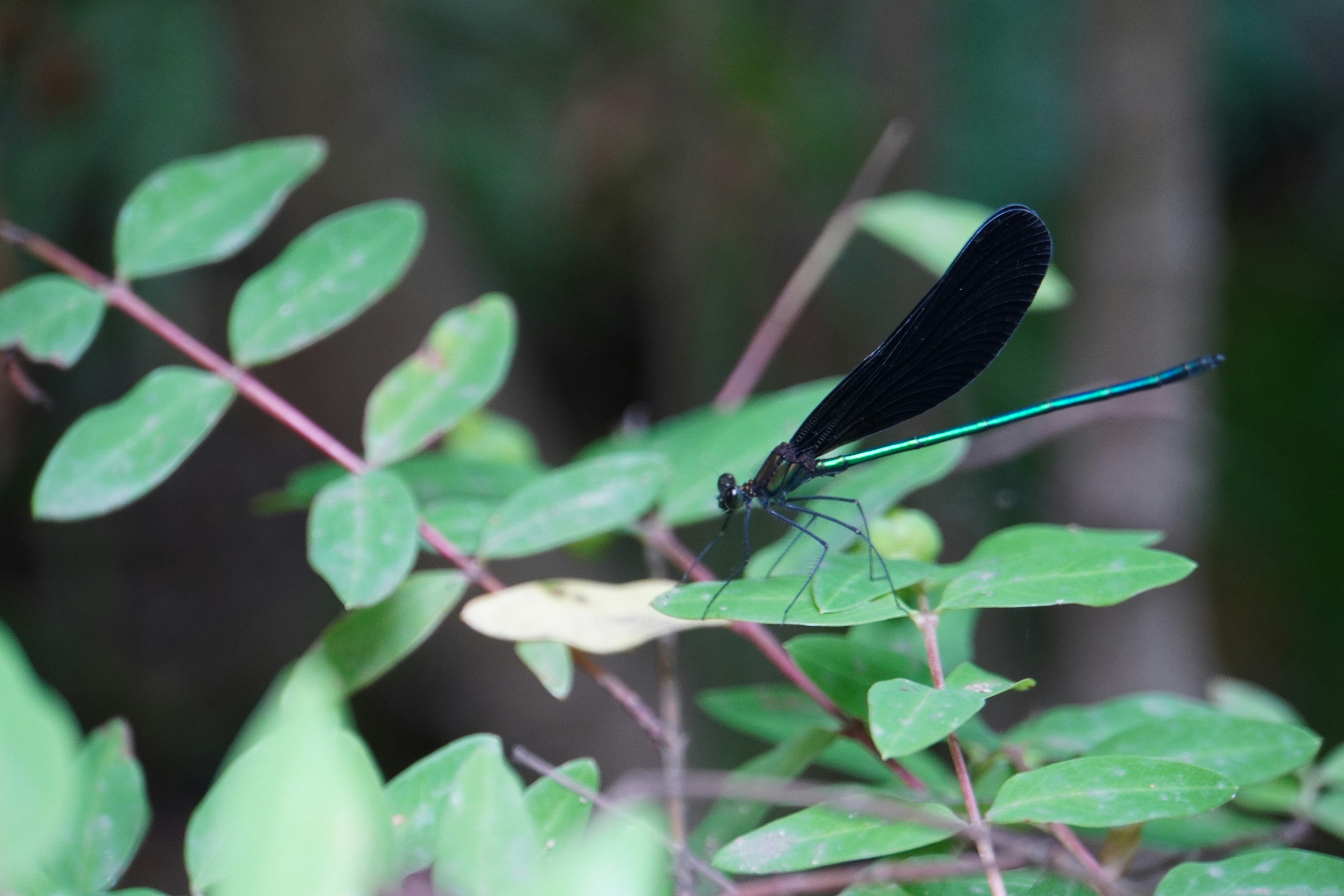 Une libellule noire perchée sur des feuilles vertes dans une belle scène naturelle