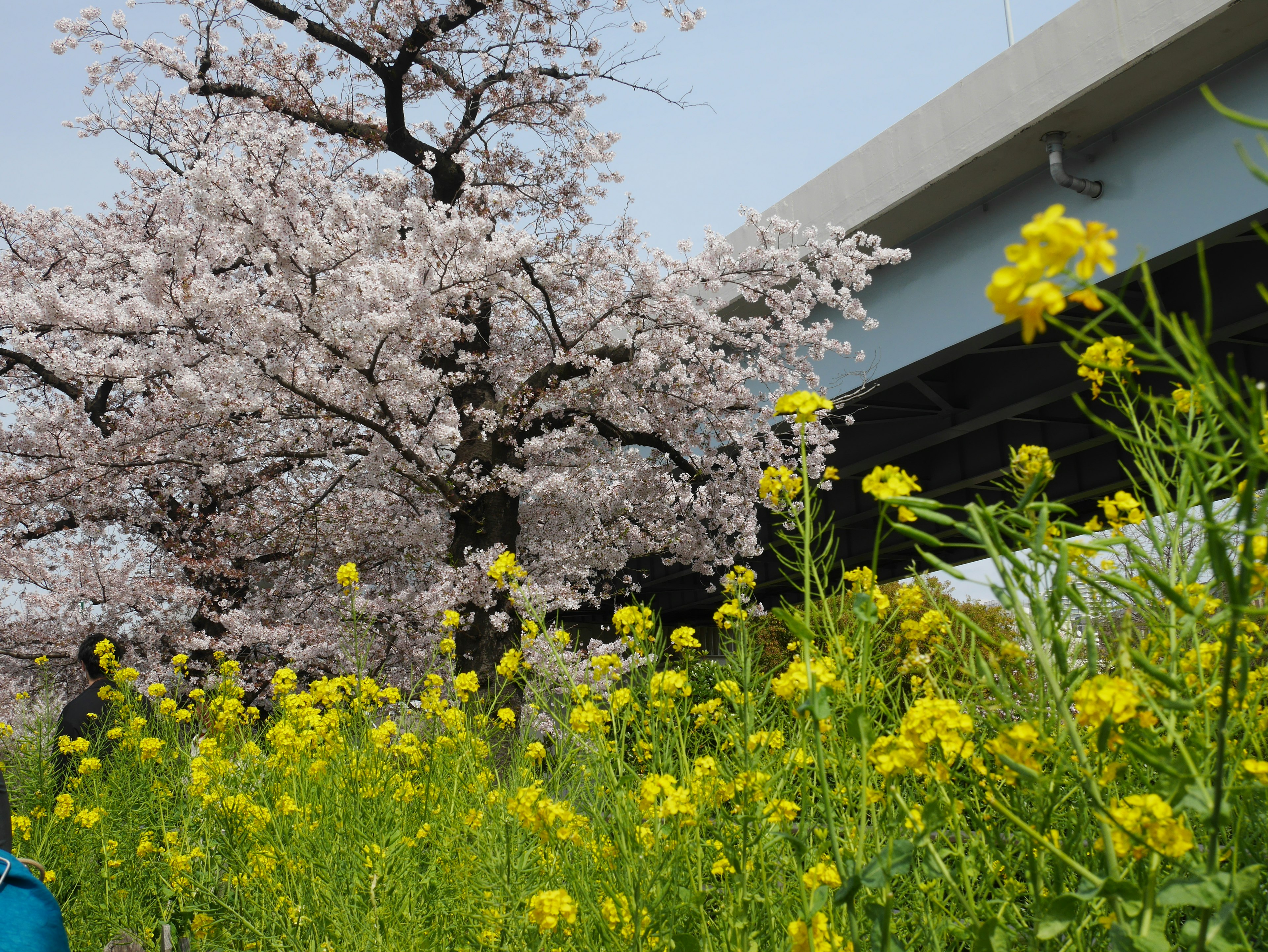 桜の木と黄色い菜の花の風景