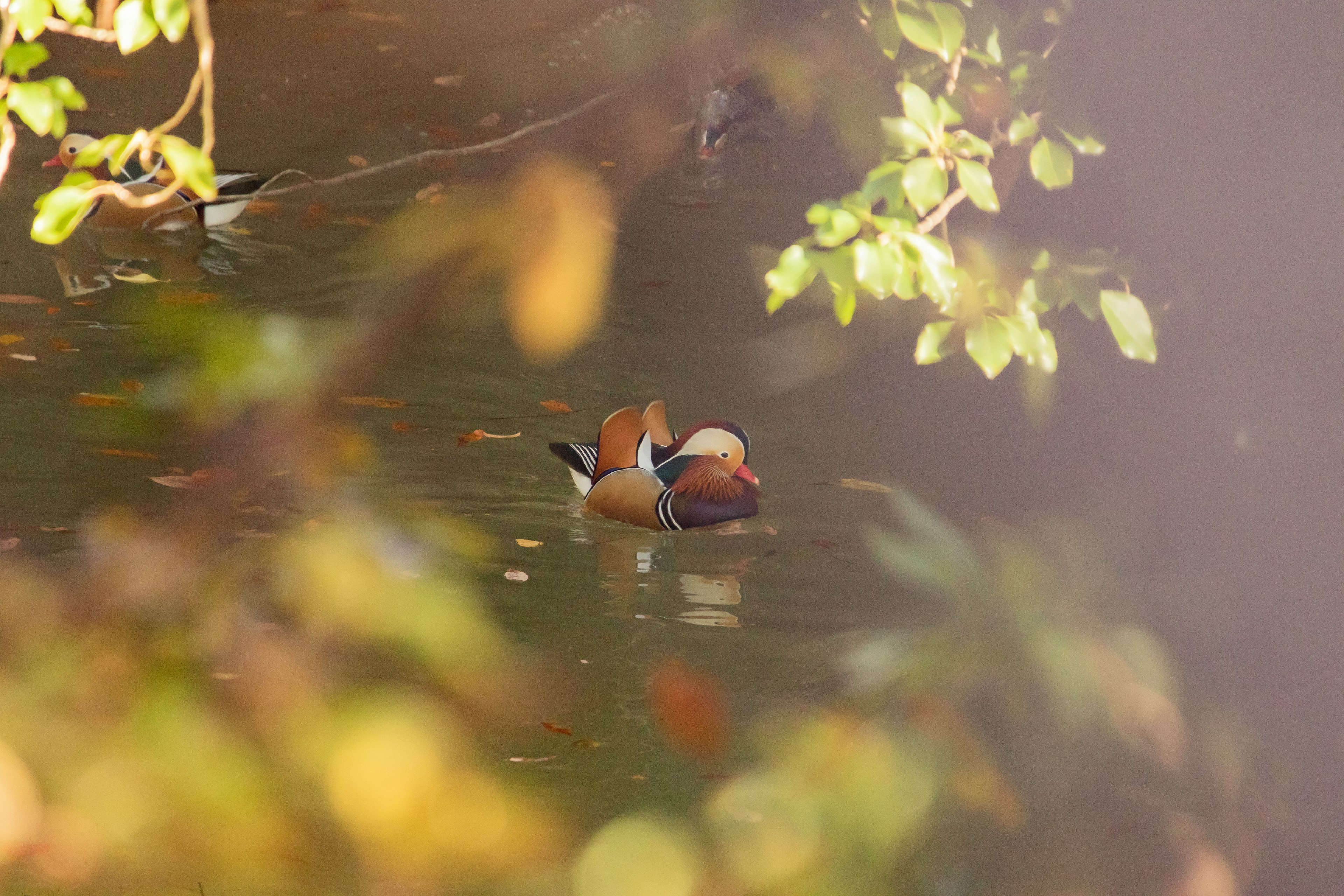 Pair of ducks swimming on the water with autumn leaves around