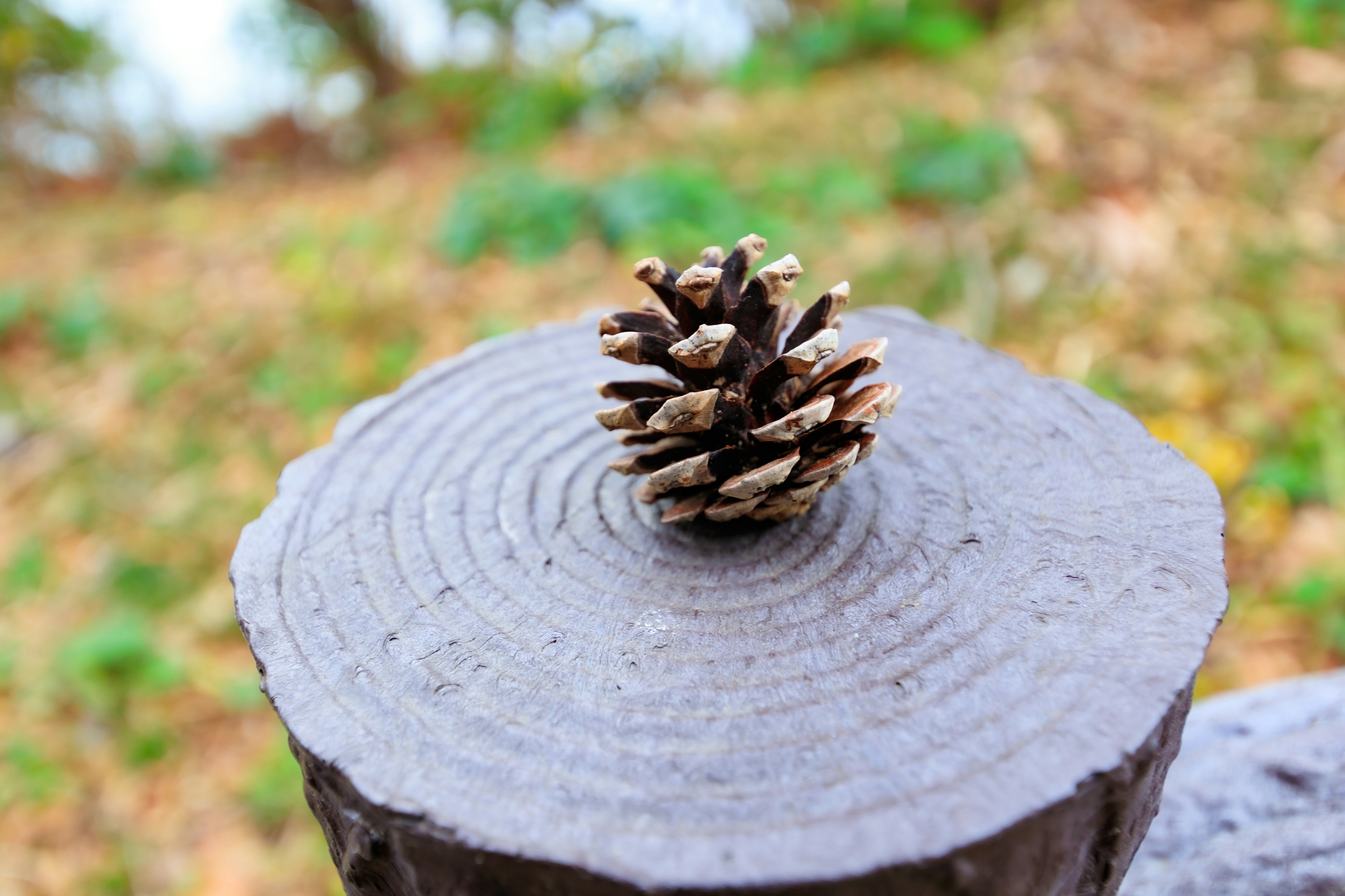 Cône de pin reposant sur une bûche en bois avec des cernes de croissance visibles