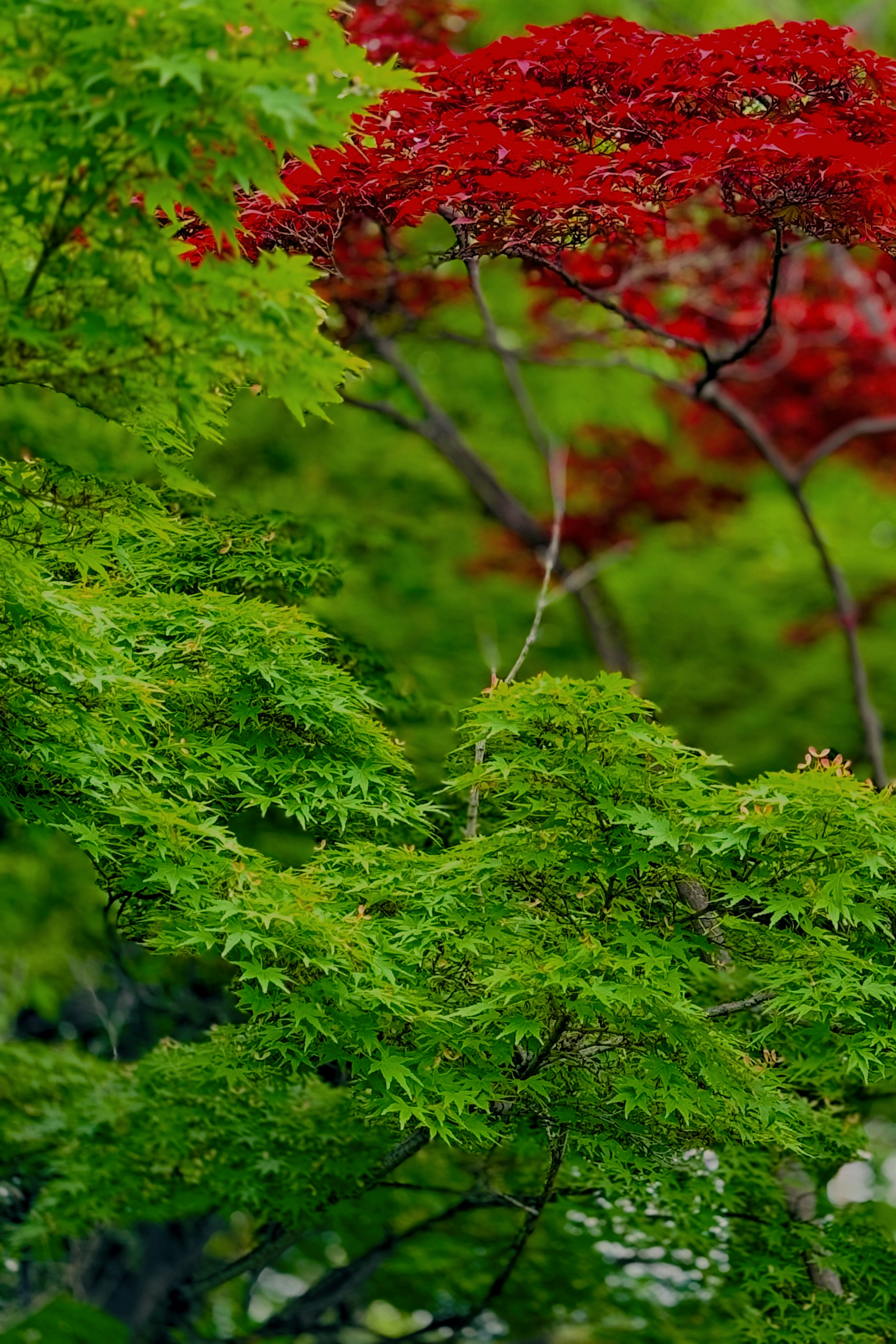 Beautiful contrast of green and red leaves on trees