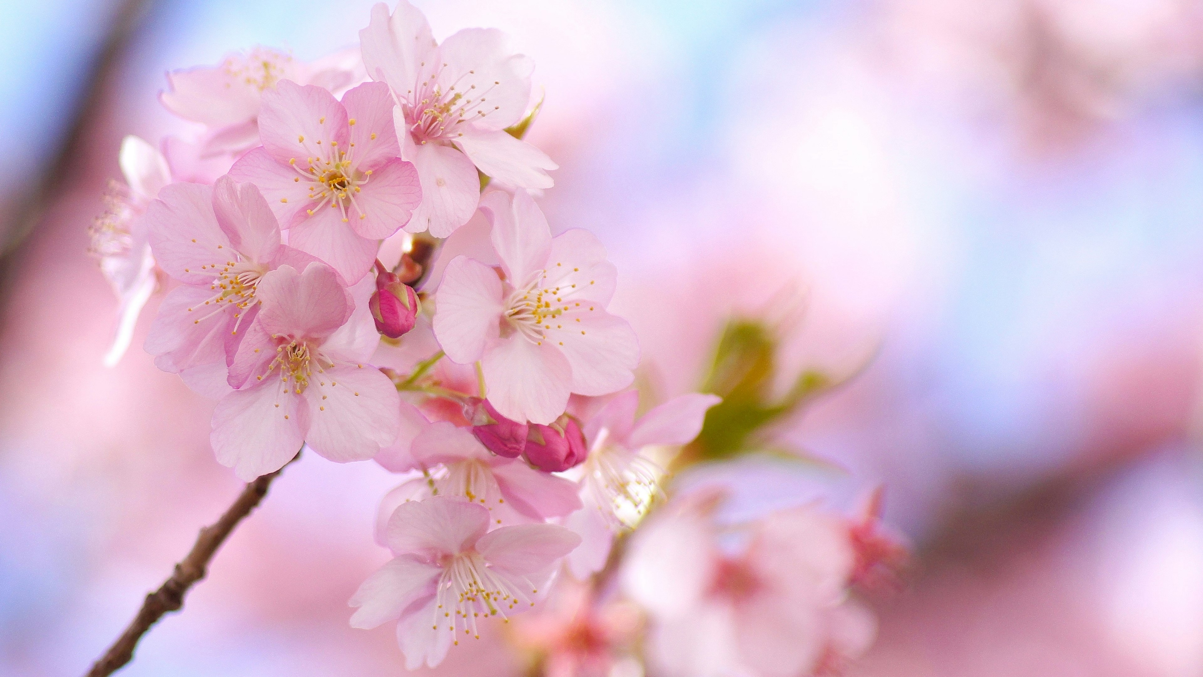 Close-up bunga sakura dengan nuansa merah muda lembut