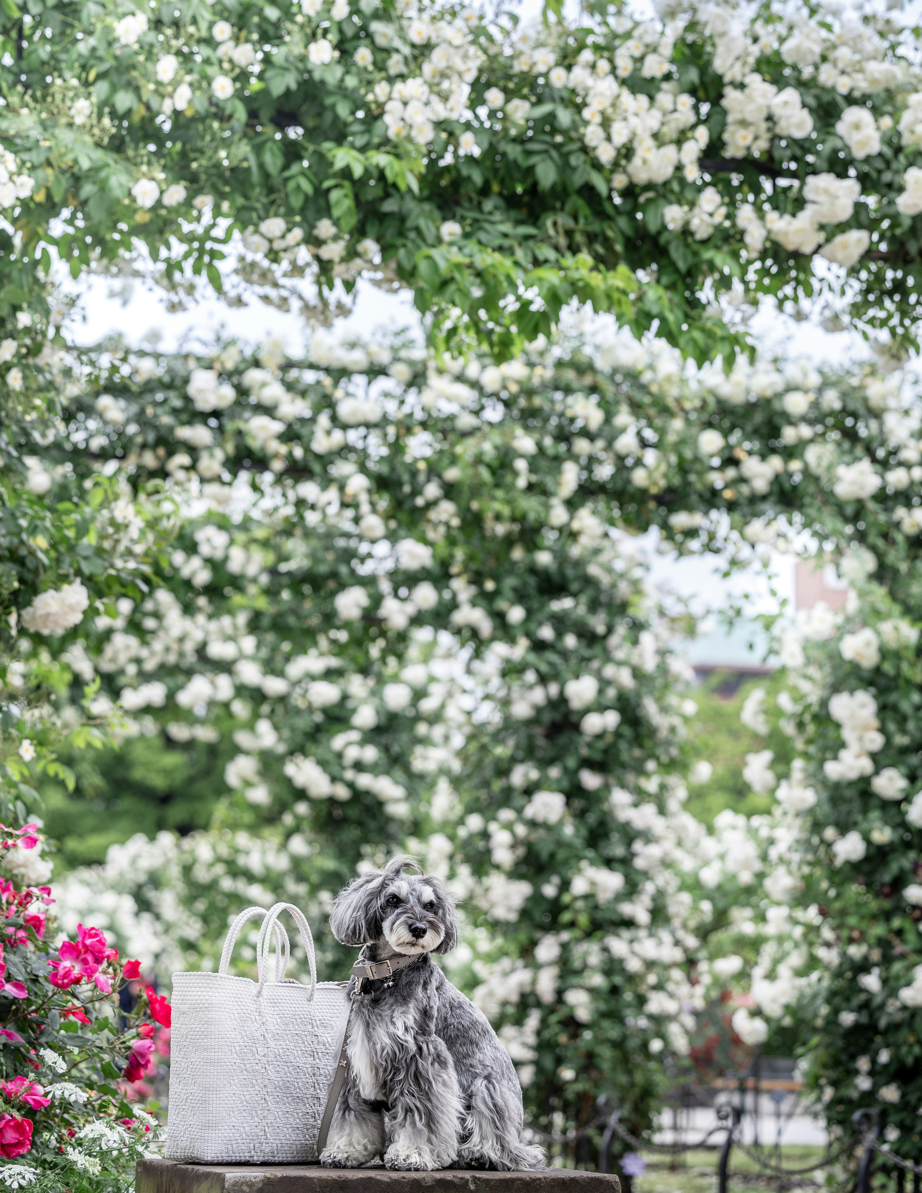 Un cane seduto accanto a una borsa elegante circondato da fiori bianchi in fiore