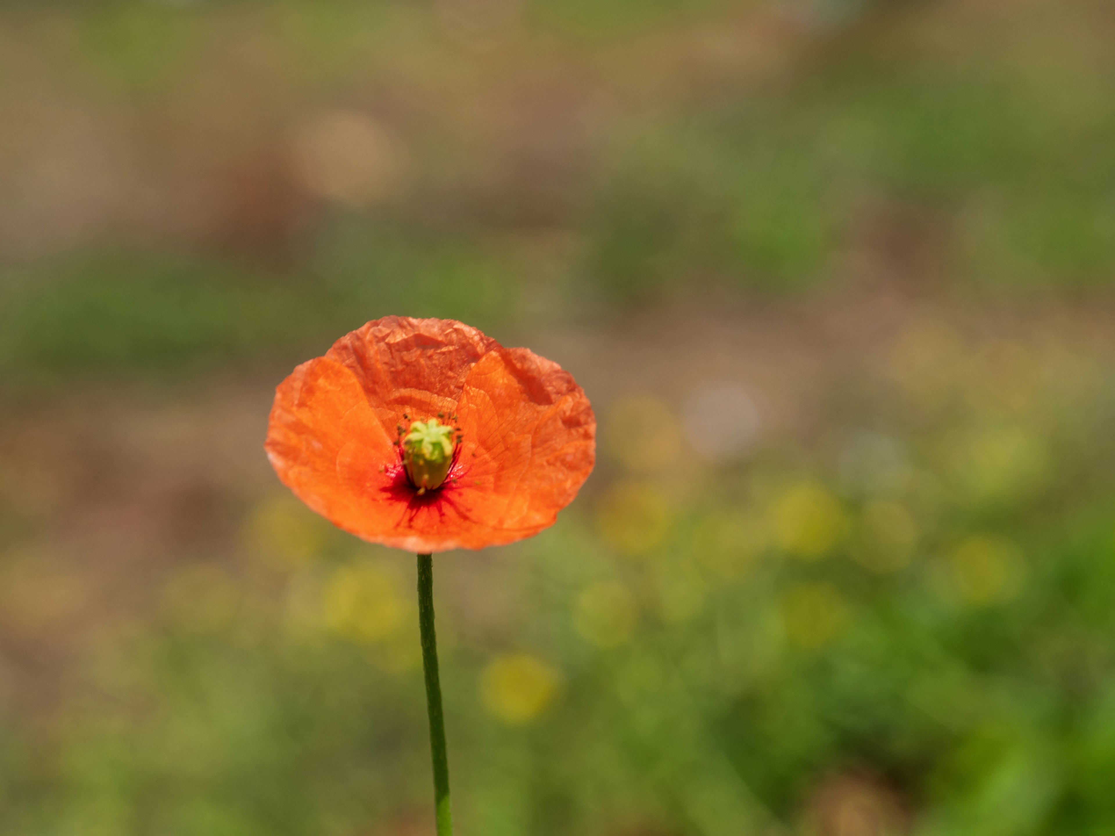 Un vibrante fiore di papavero arancione che si erge su uno sfondo verde