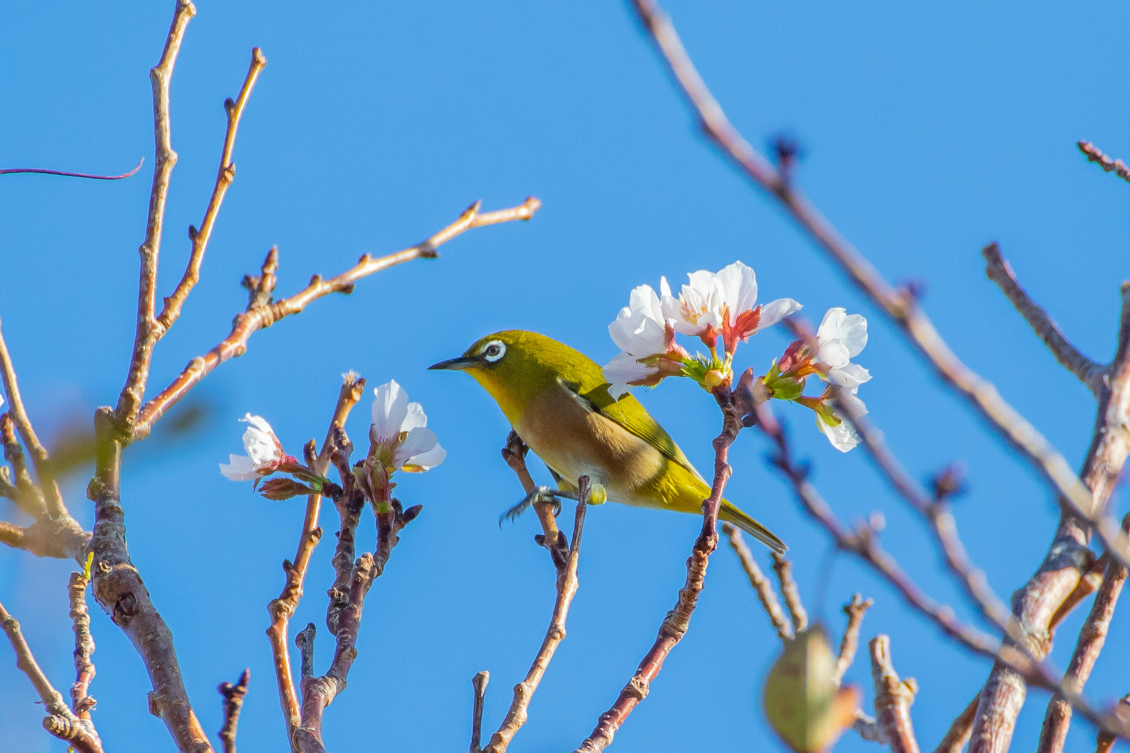 Kleiner gelber Vogel auf Kirschblüten unter blauem Himmel