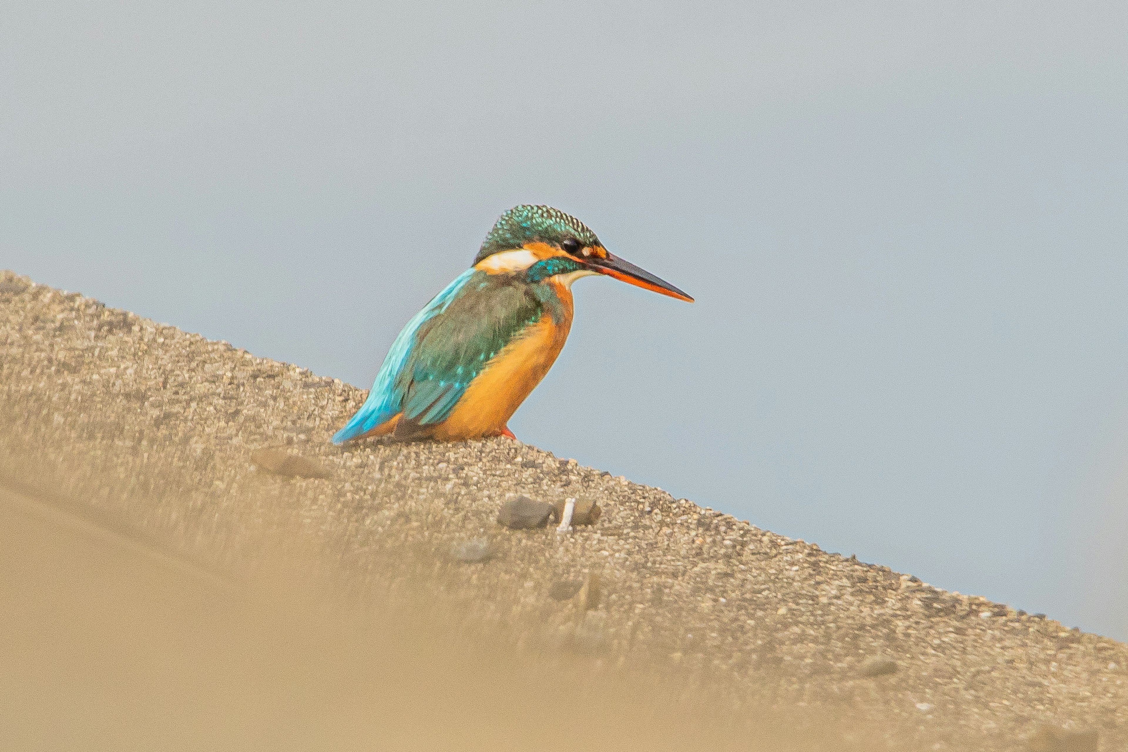 A kingfisher perched on a sandy bank near water