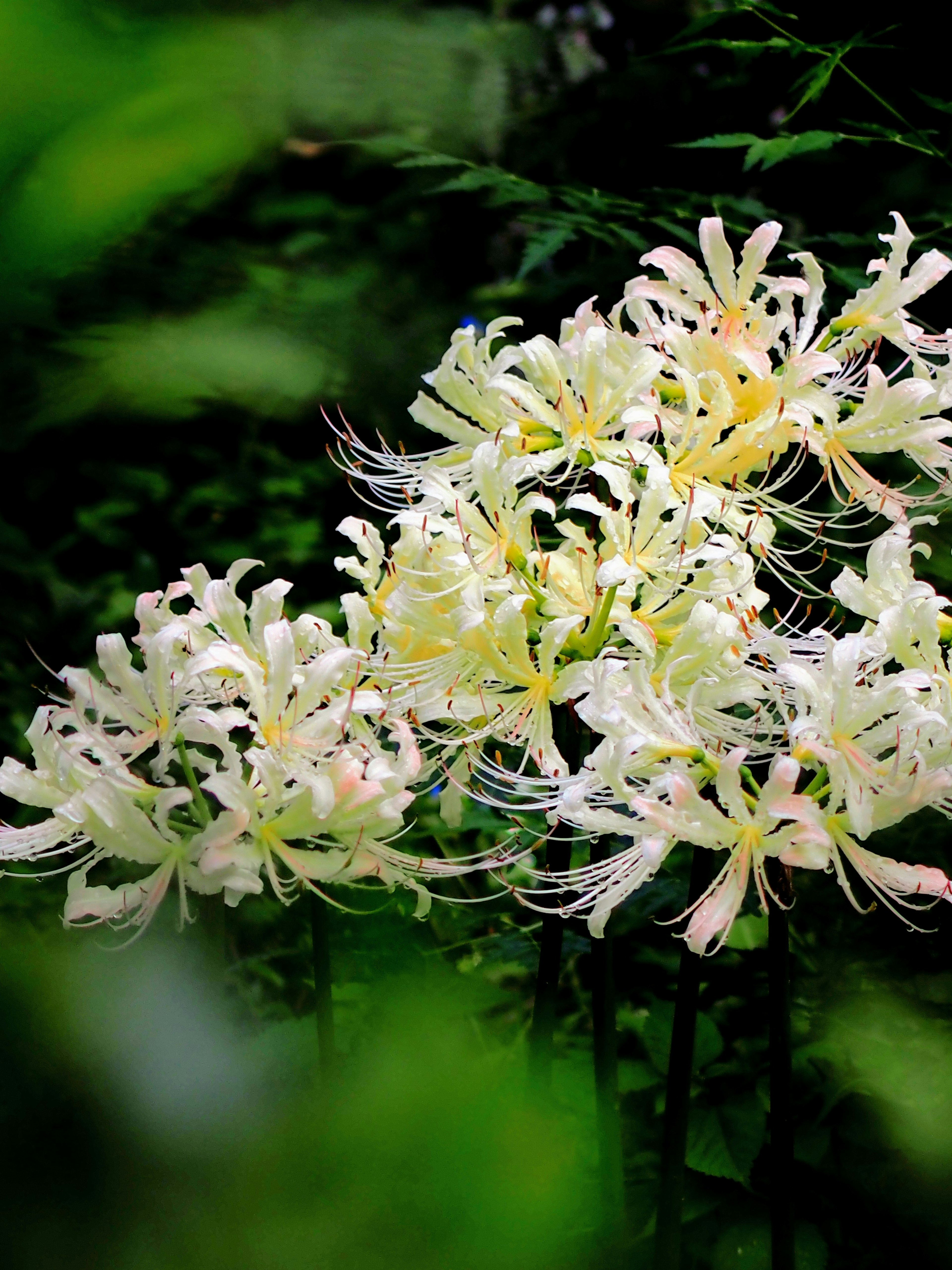 Massa di fiori bianchi che fioriscono su uno sfondo verde