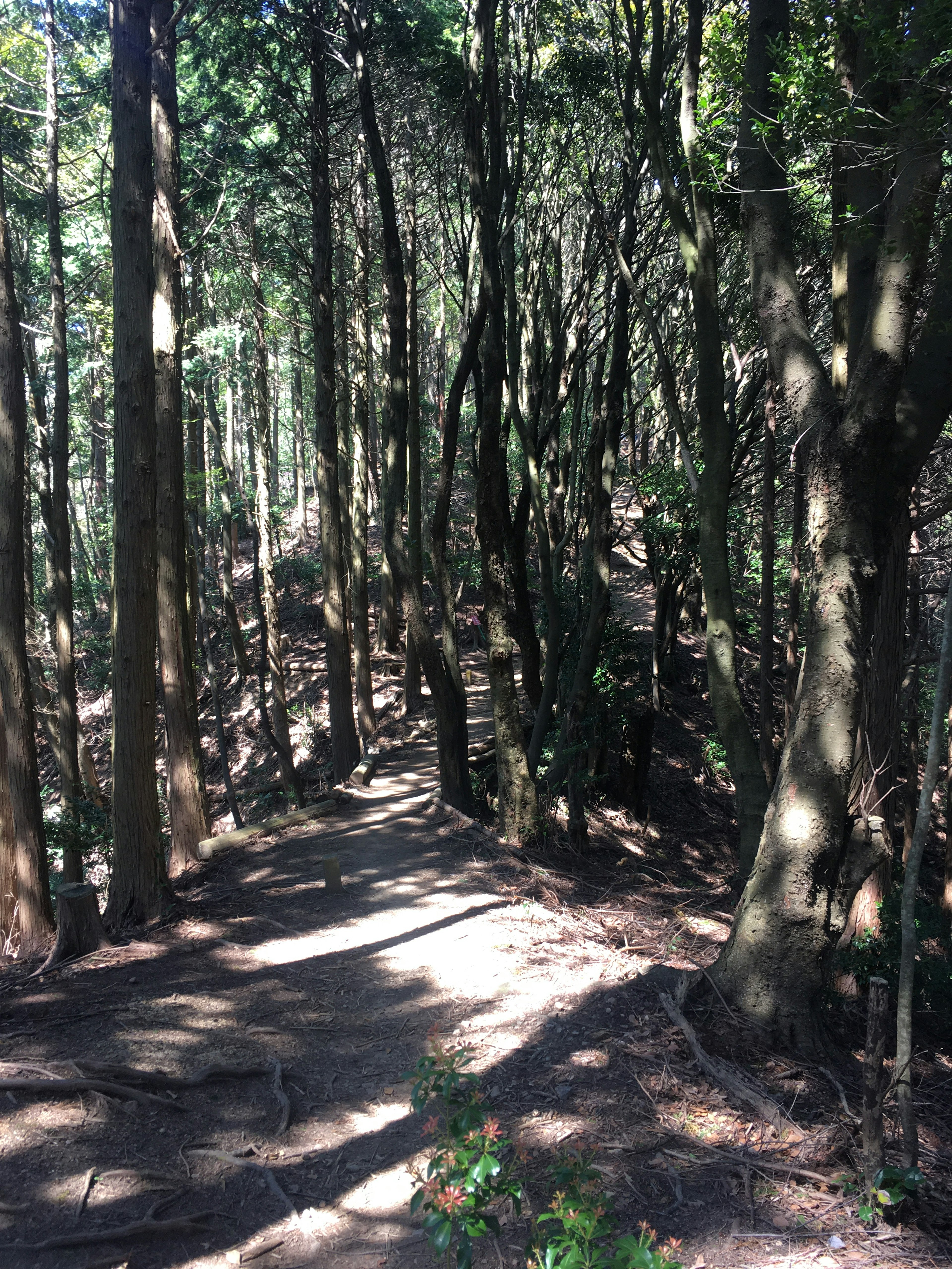 Immagine di un sentiero stretto circondato da alberi alti