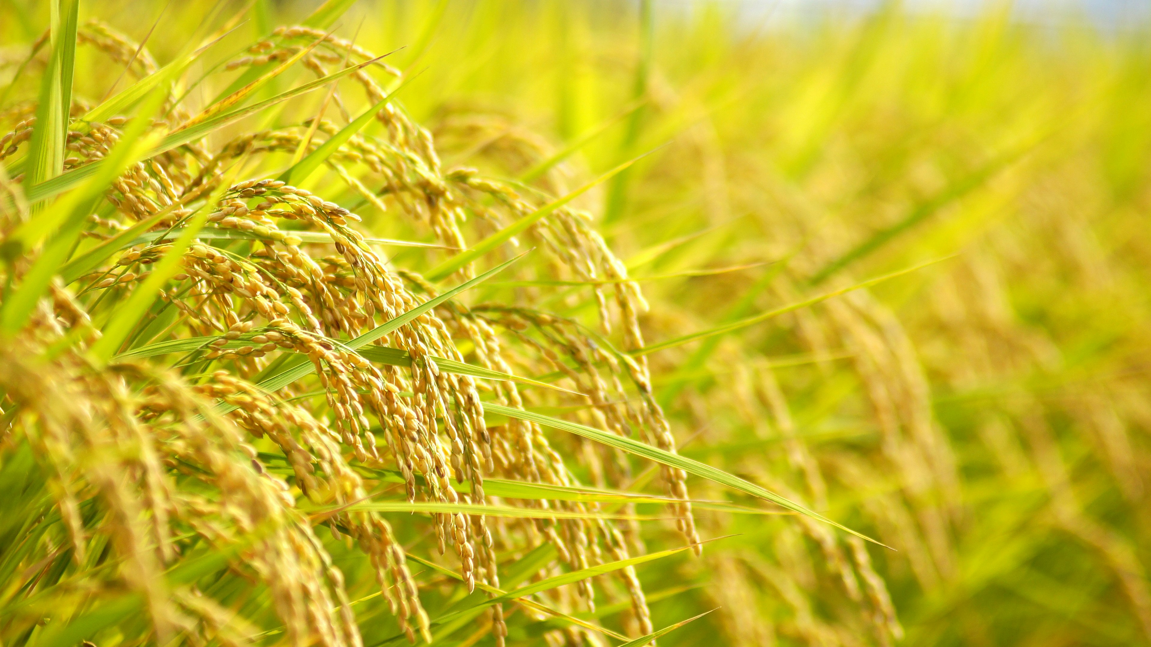 Golden rice grains swaying gently in a field under sunlight