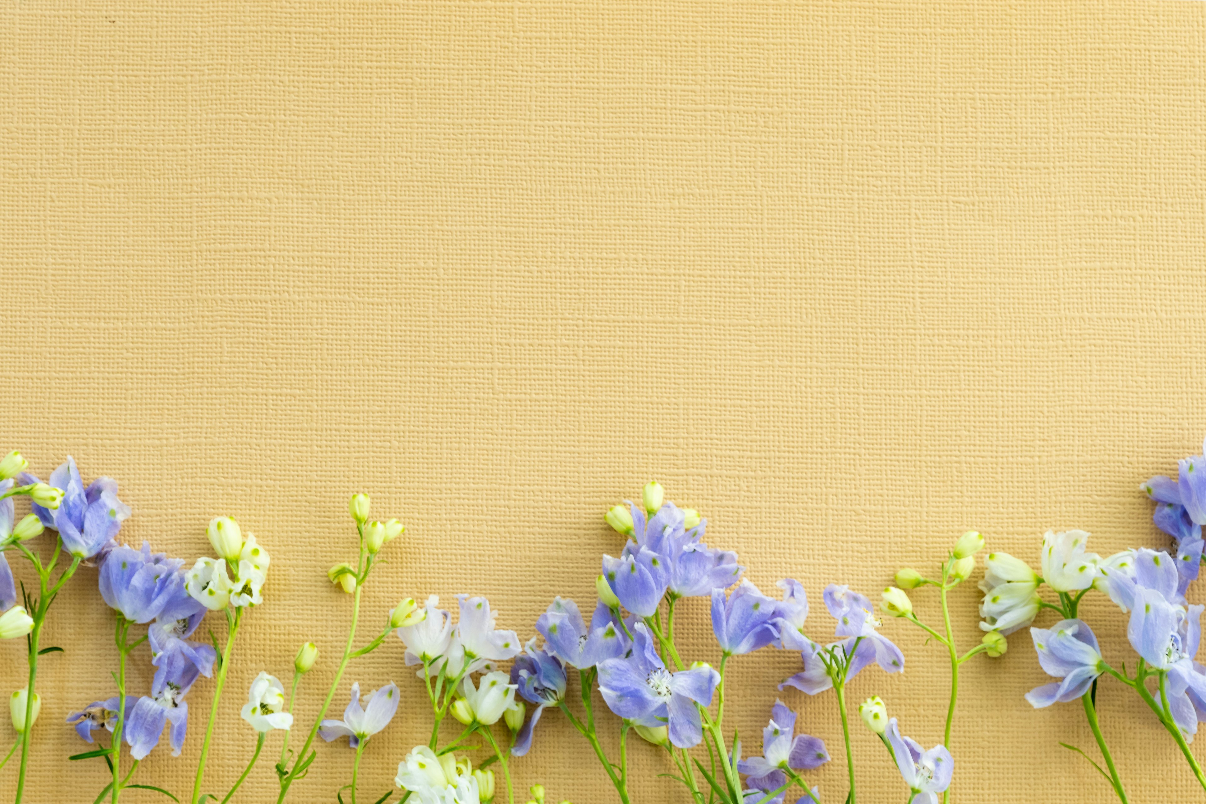 Arrangement magnifique de fleurs bleues et blanches sur un fond jaune