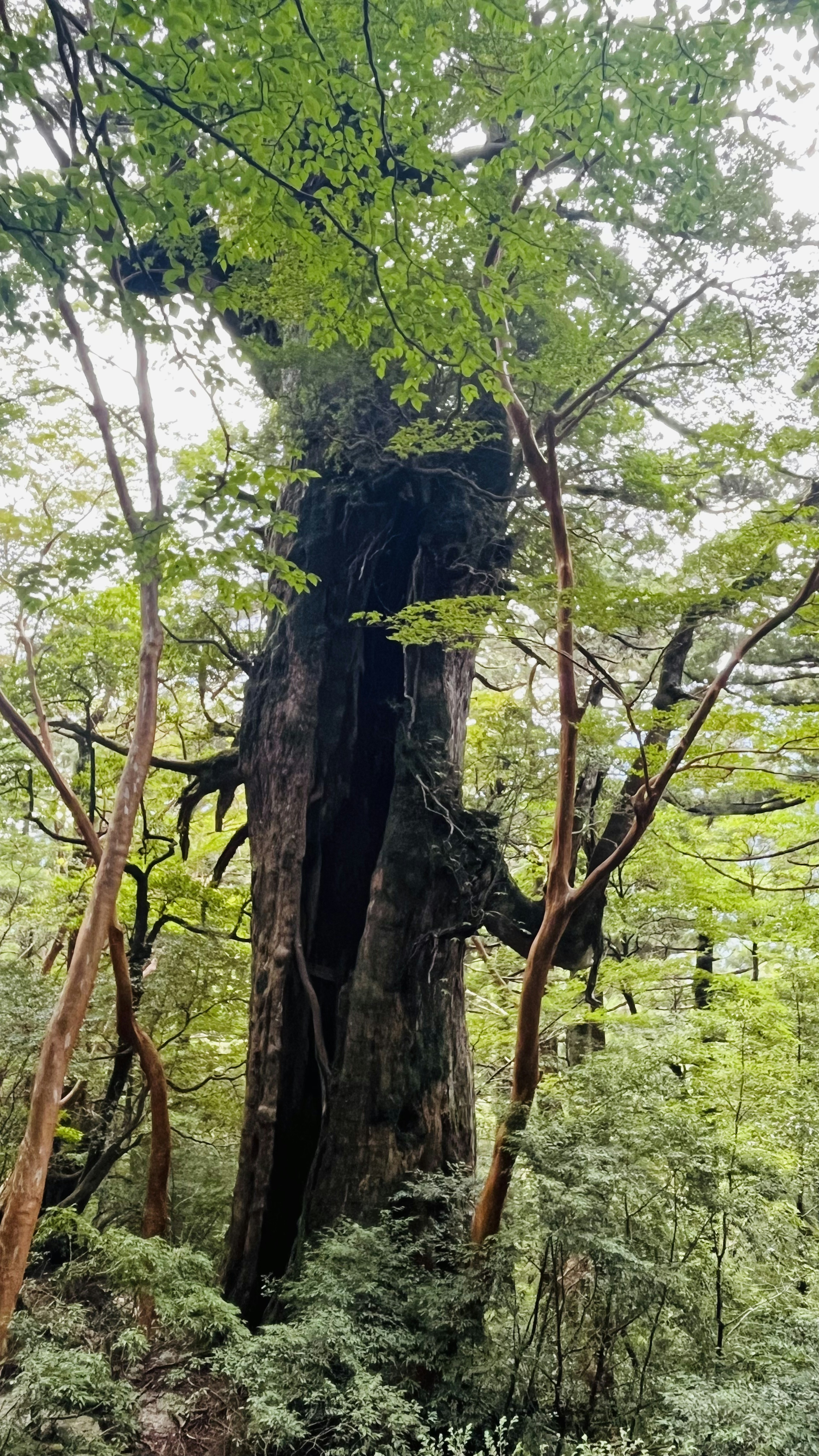 Sebuah pohon tua besar berdiri di hutan dikelilingi oleh pepohonan hijau