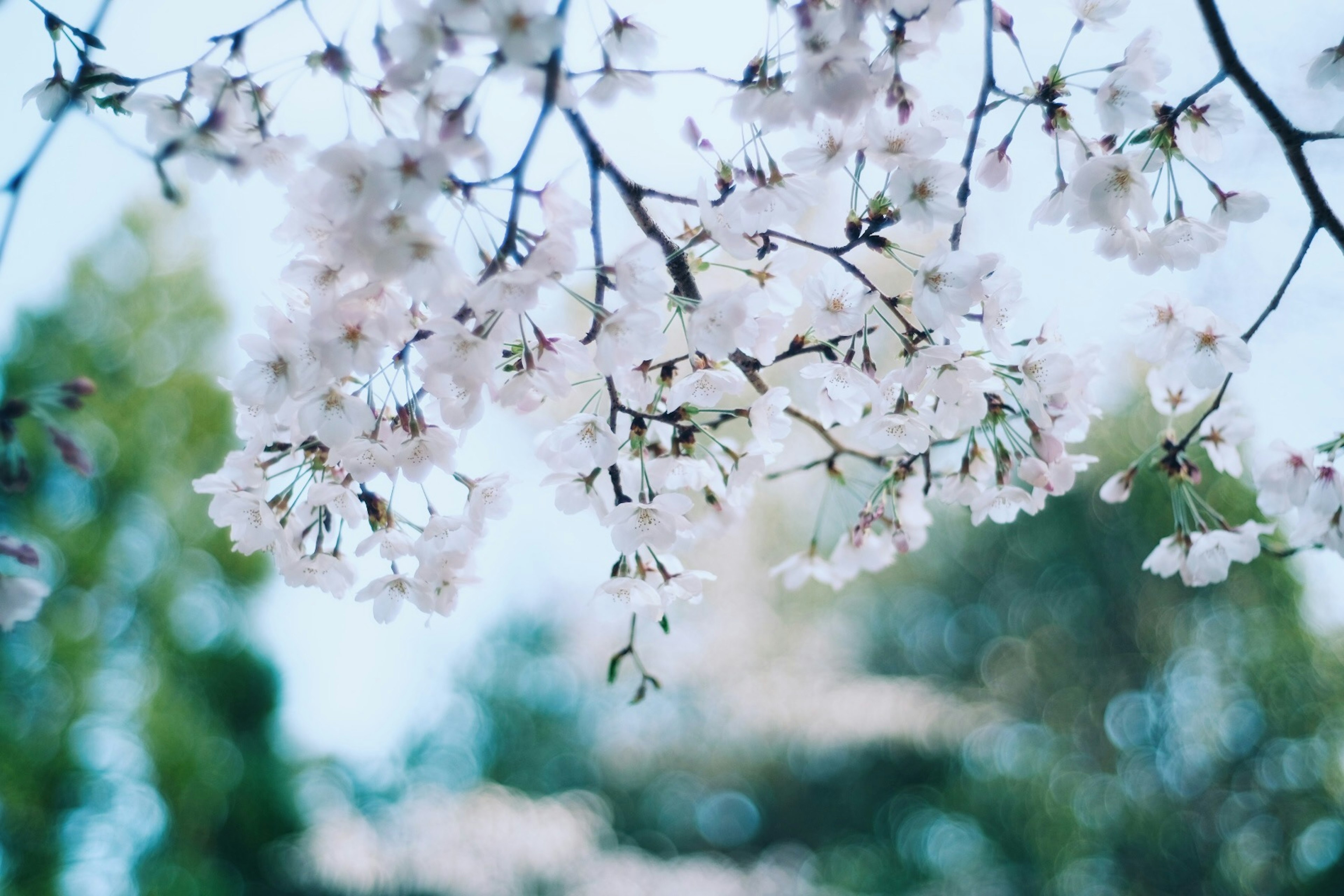 樱花枝条特写，柔和粉色花朵与模糊背景