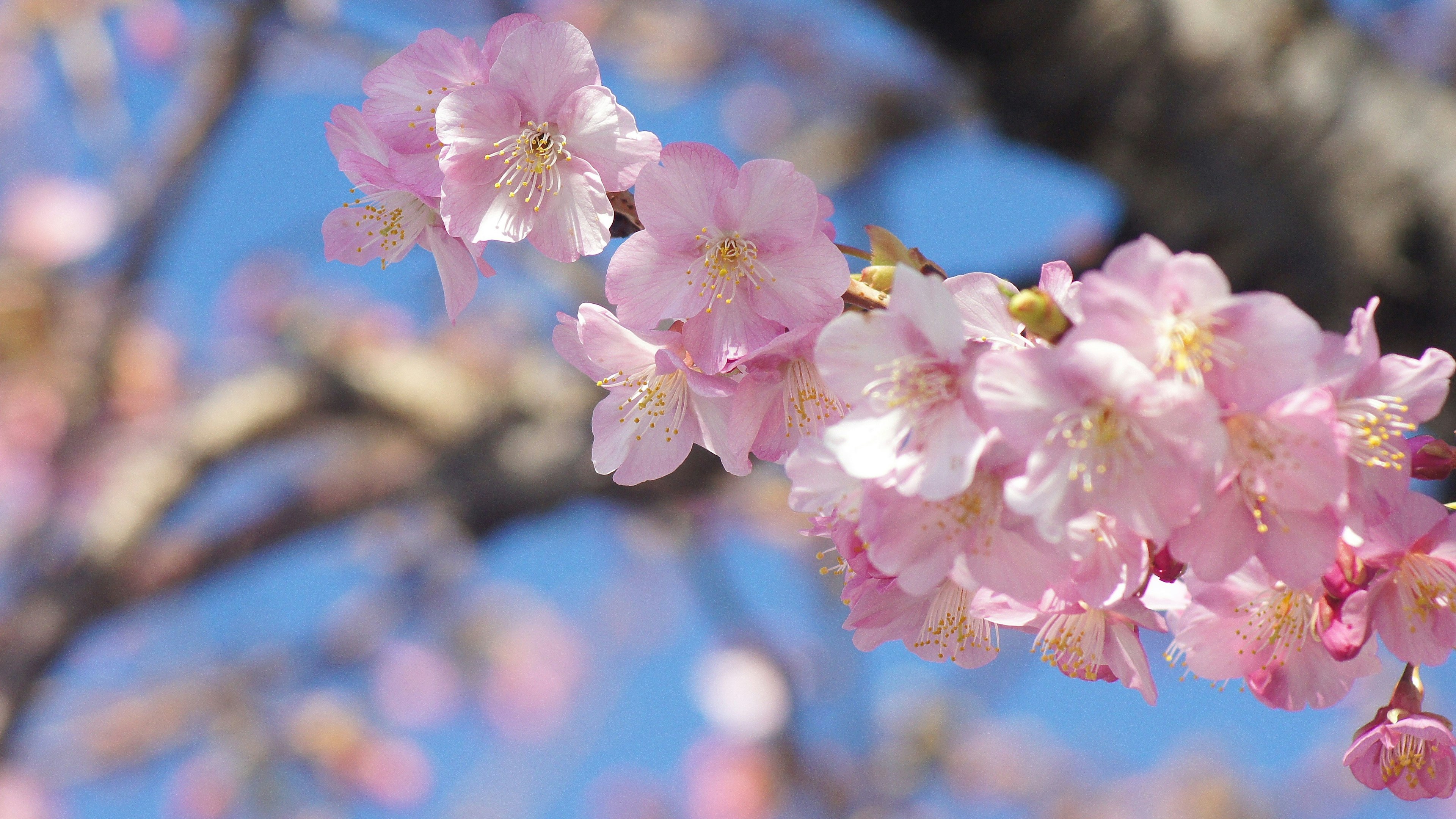 Bunga sakura mekar di bawah langit biru