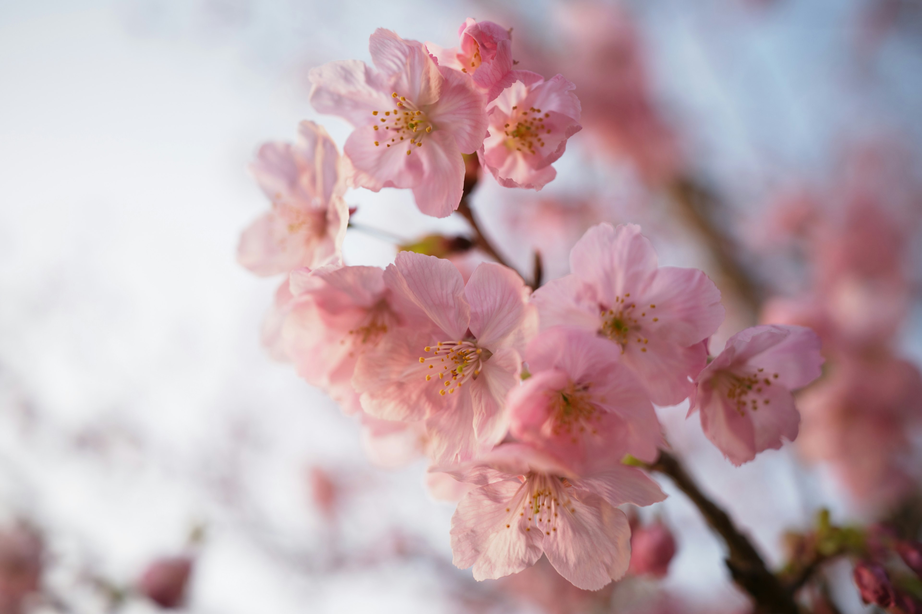 Bunga sakura mekar penuh dengan kelopak merah muda lembut