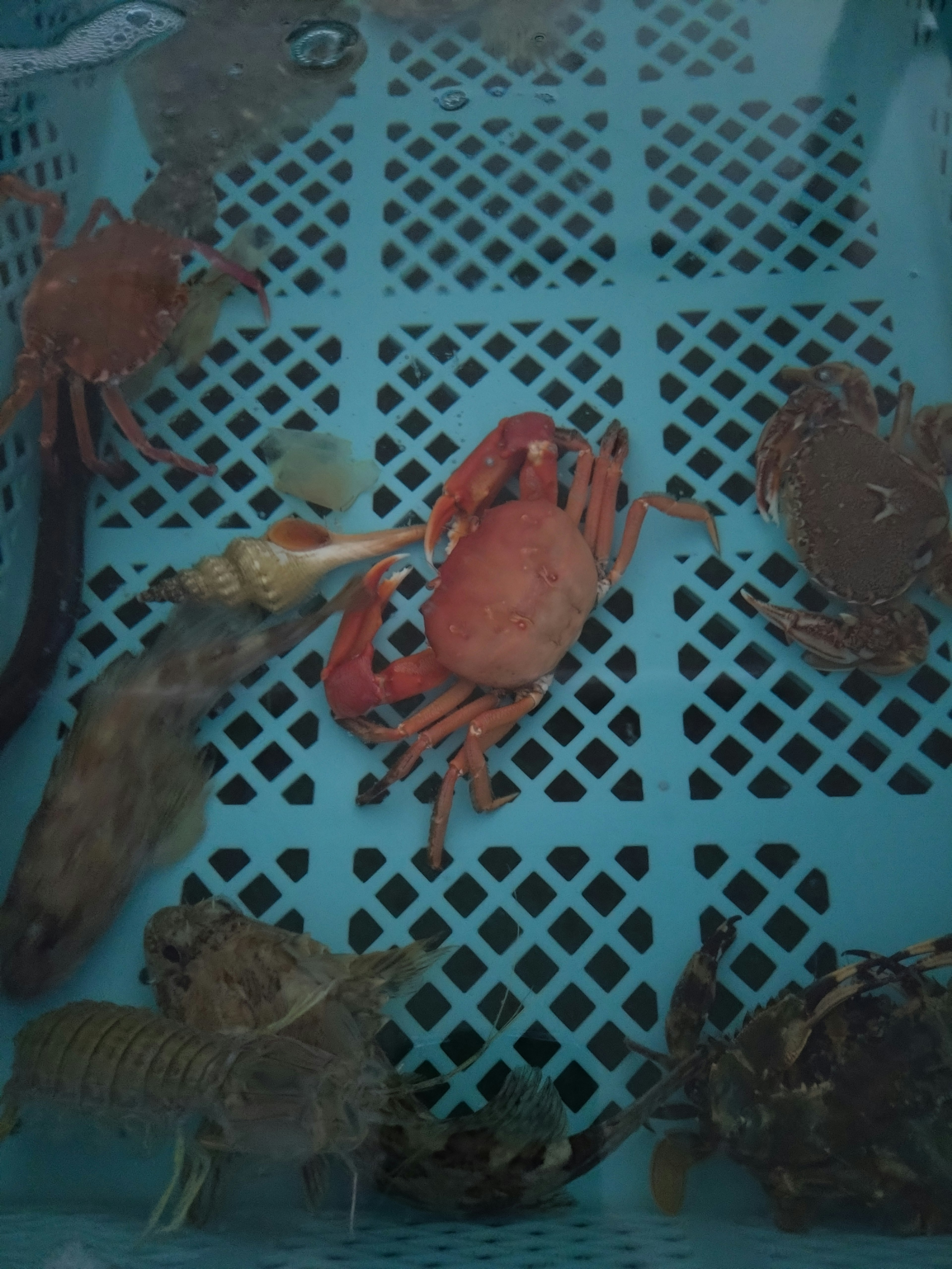 Various types of crabs and shrimp in a blue basket