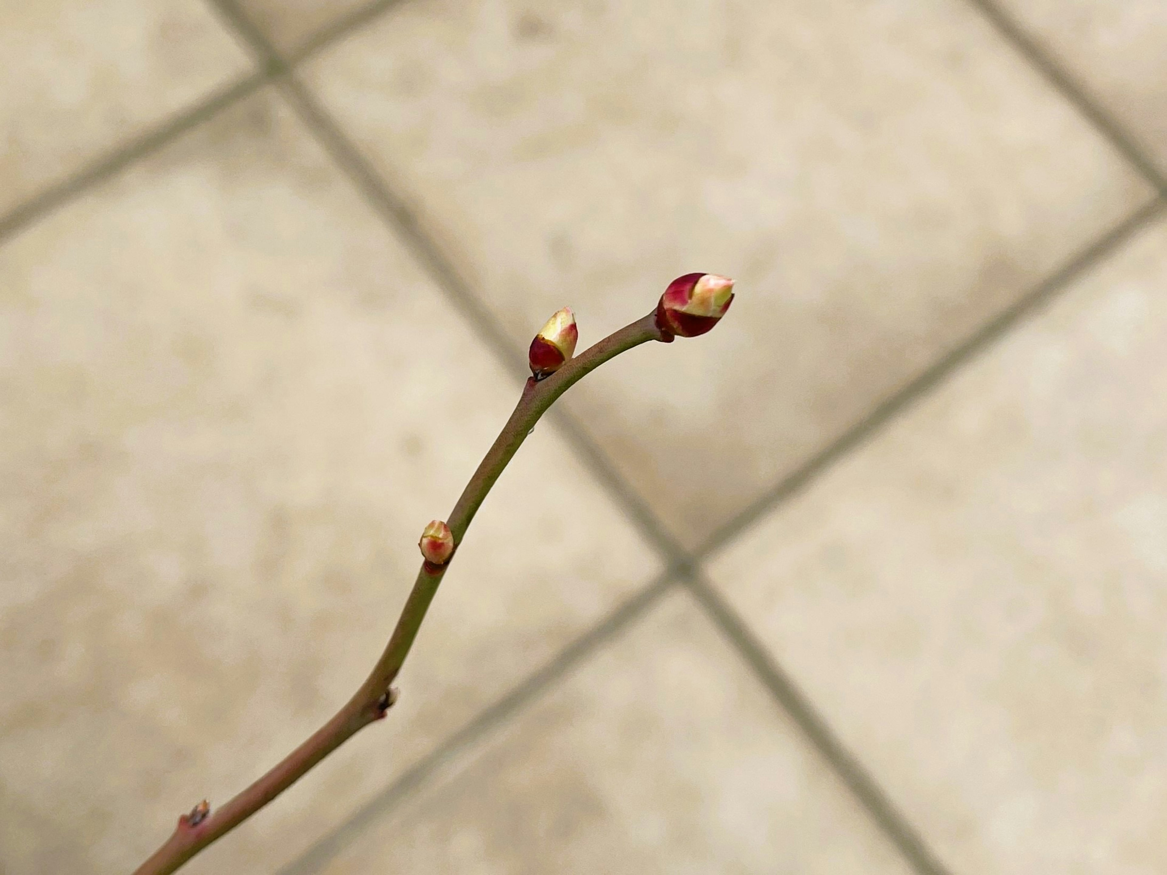 Ein dünner Zweig mit roten Knospen auf einem gefliesten Boden