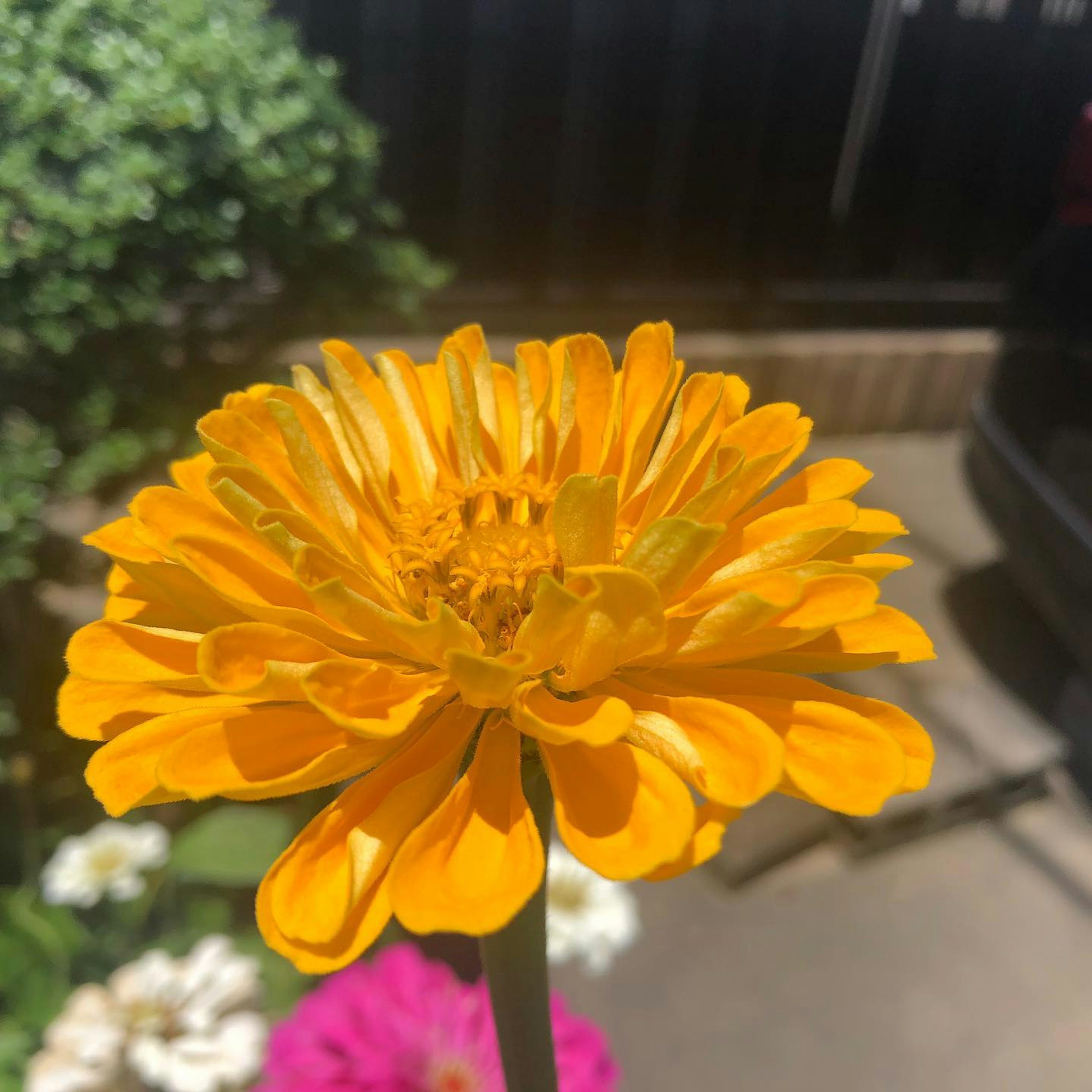 A vibrant yellow flower in the center with green plants surrounding it