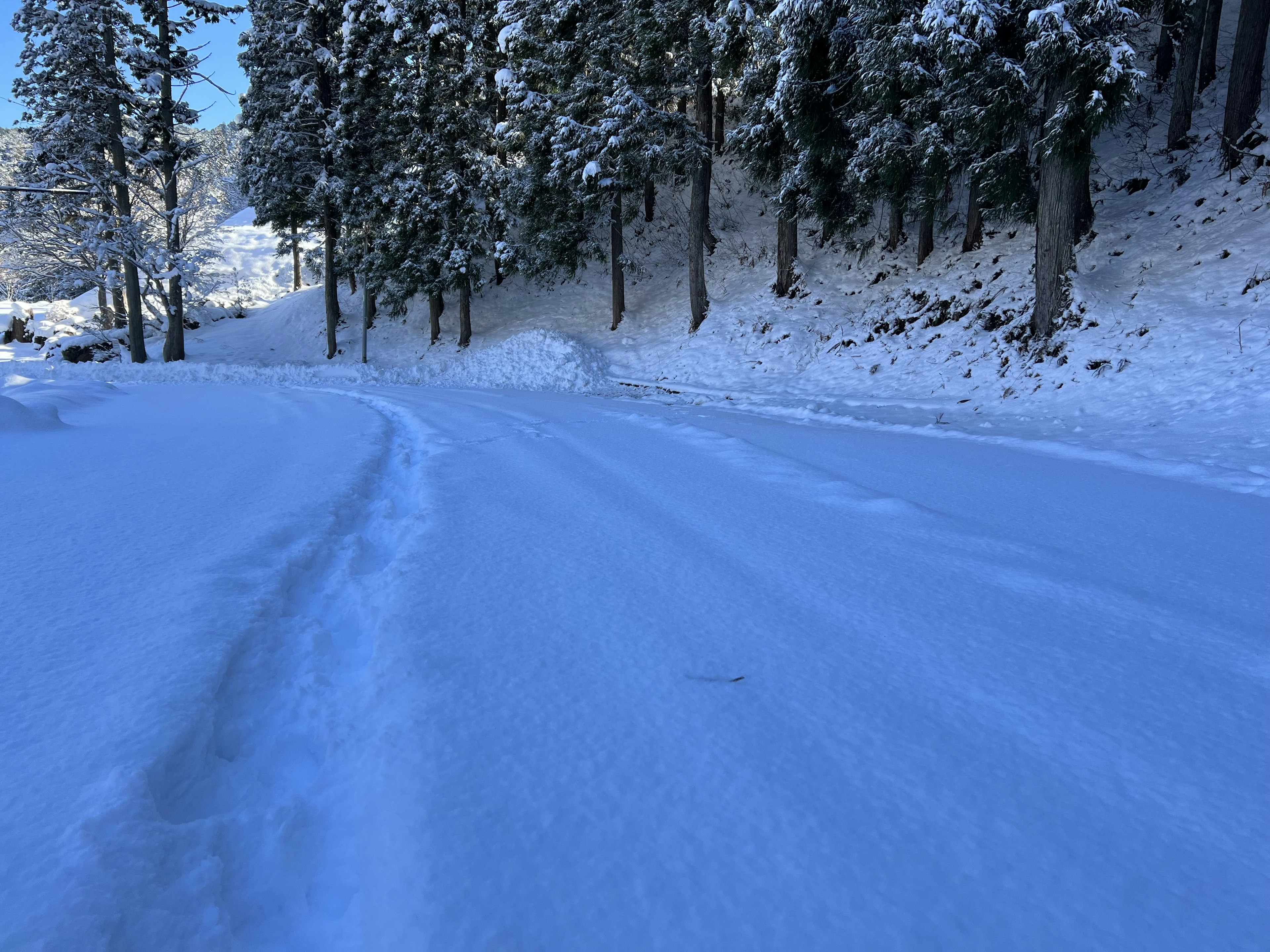 Snow-covered road winding through tall trees