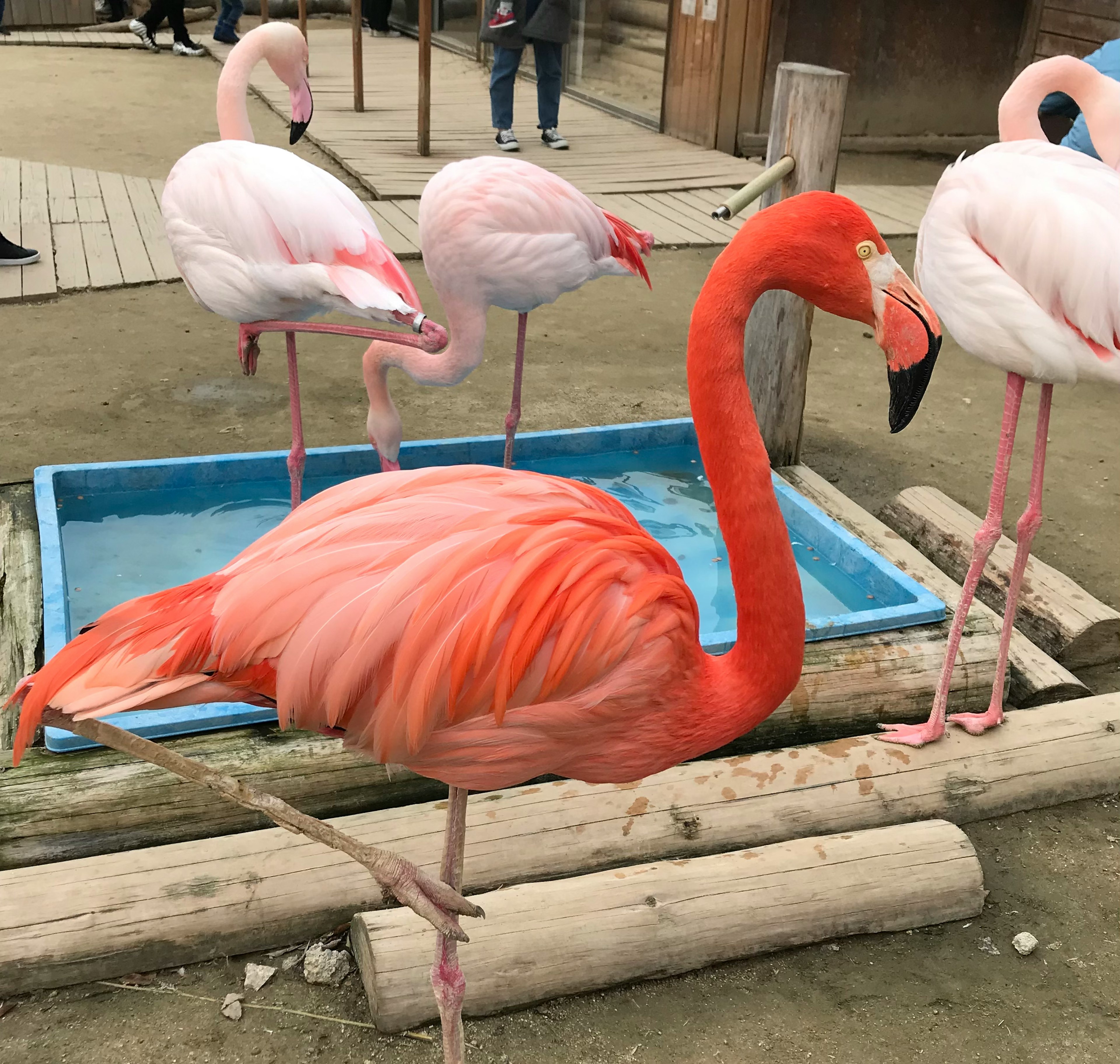 Seekor flamingo pink yang cerah berdiri di dekat kolam air dengan flamingo lainnya