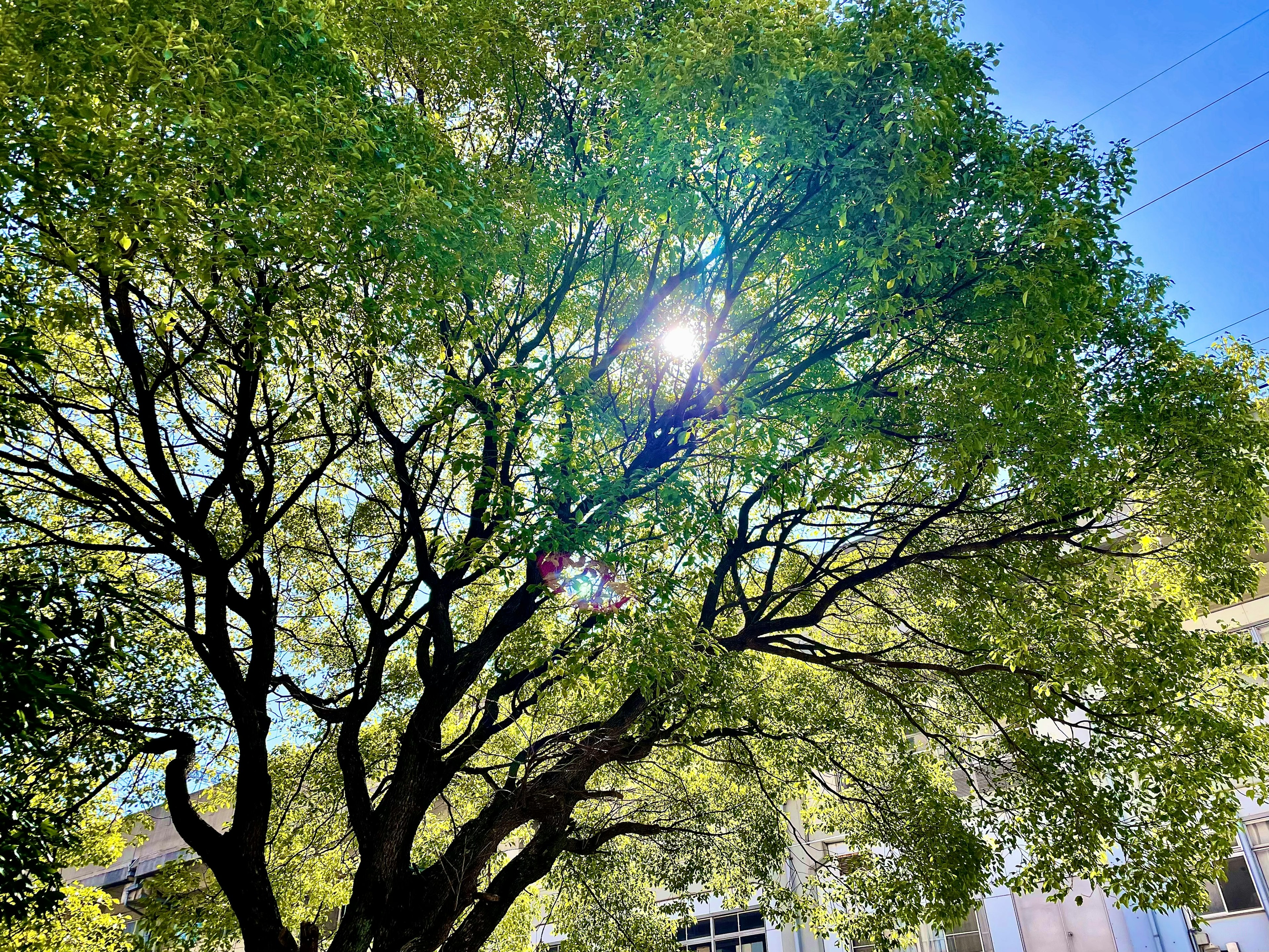 A lush green tree with branches and leaves under a blue sky