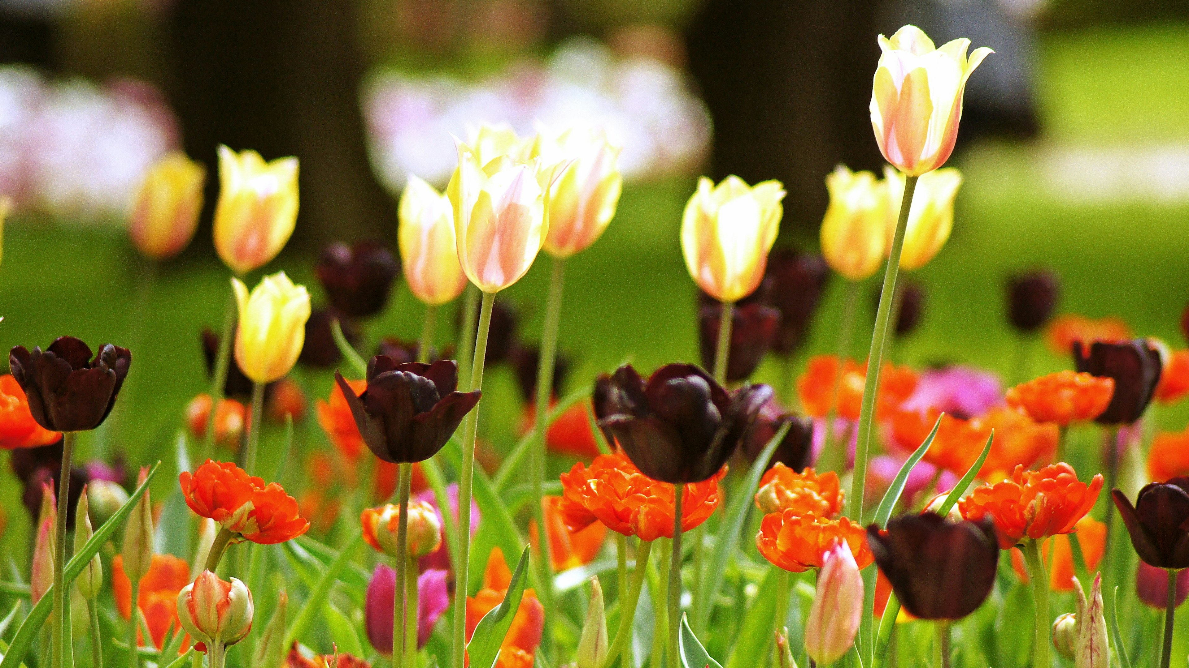 Bunte Tulpen blühen in einem schönen Garten