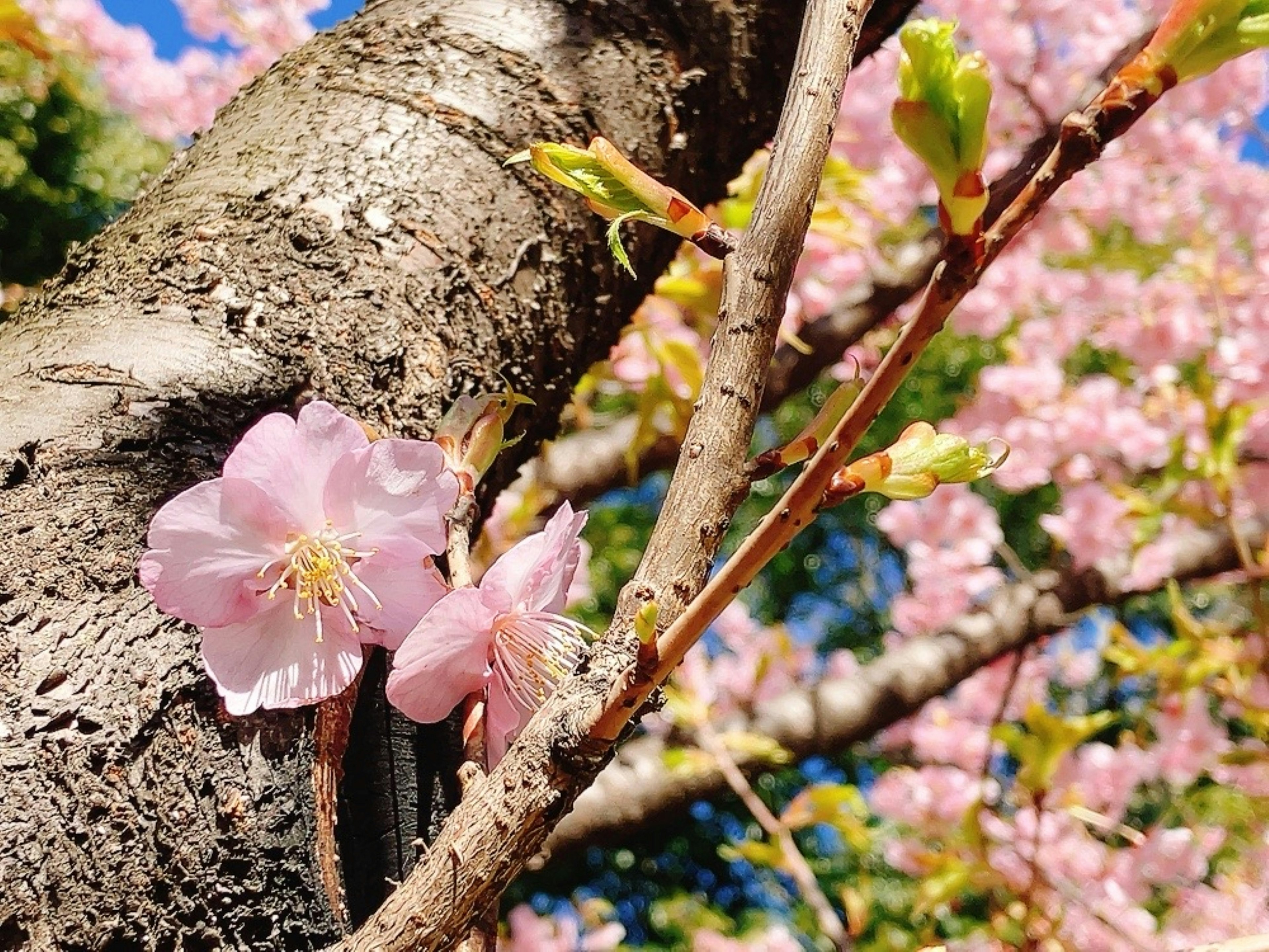 桜の木の幹に咲く薄いピンク色の桜の花と美しい背景のぼかし