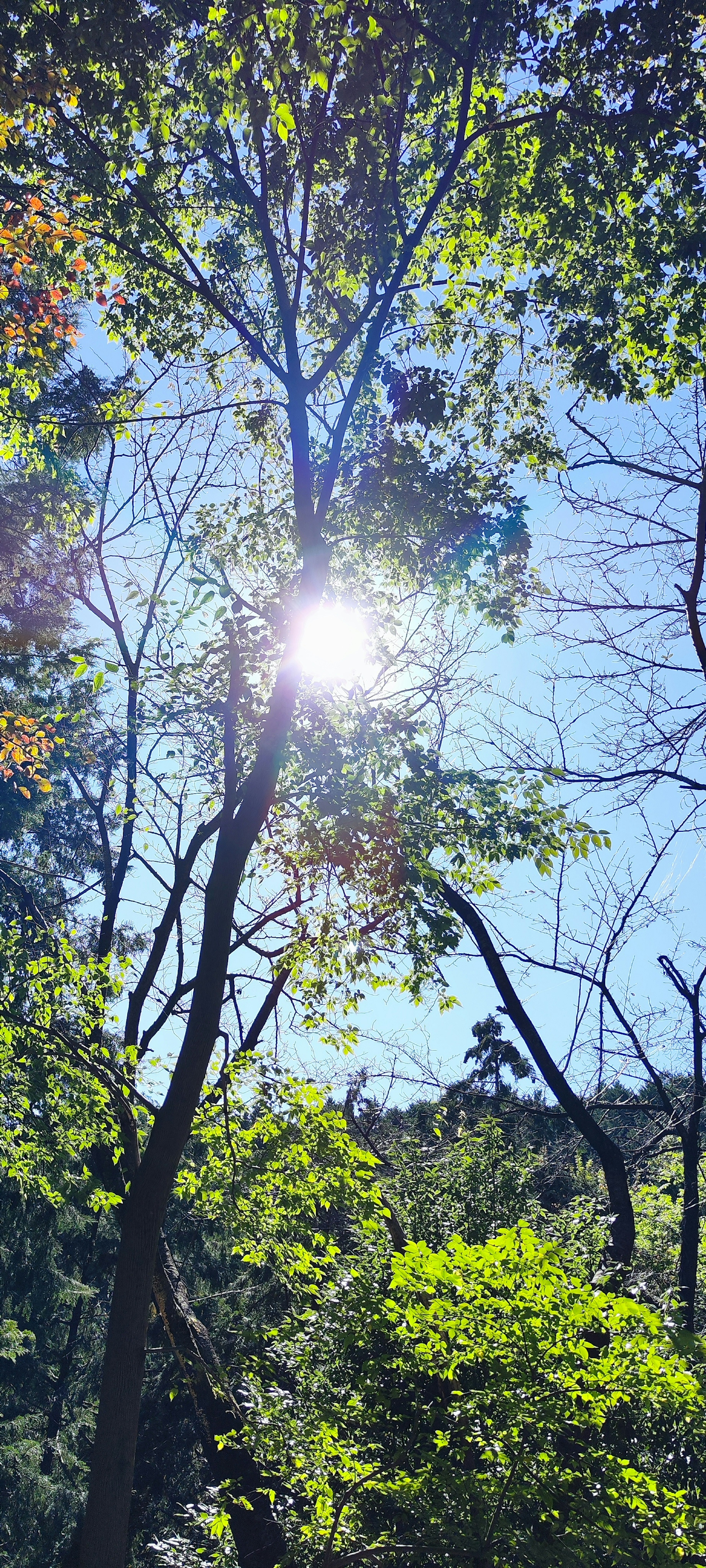 Sun shining through trees with vibrant green leaves against a blue sky