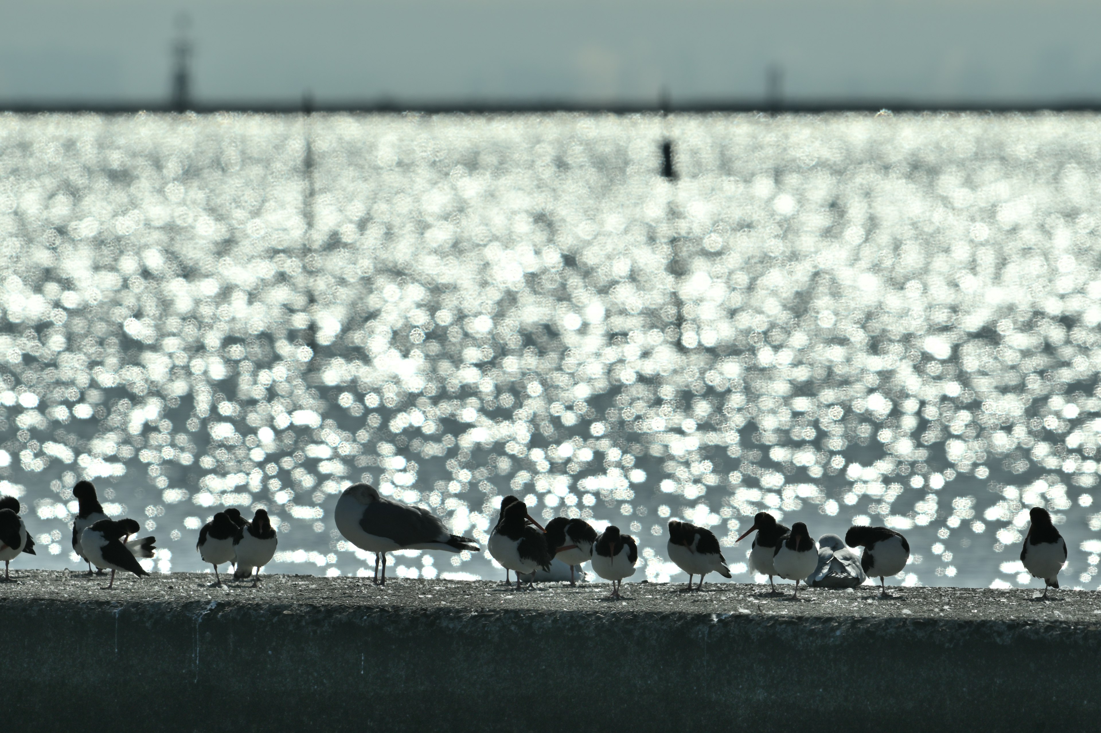 Silhouettes of birds gathered along a shimmering water surface