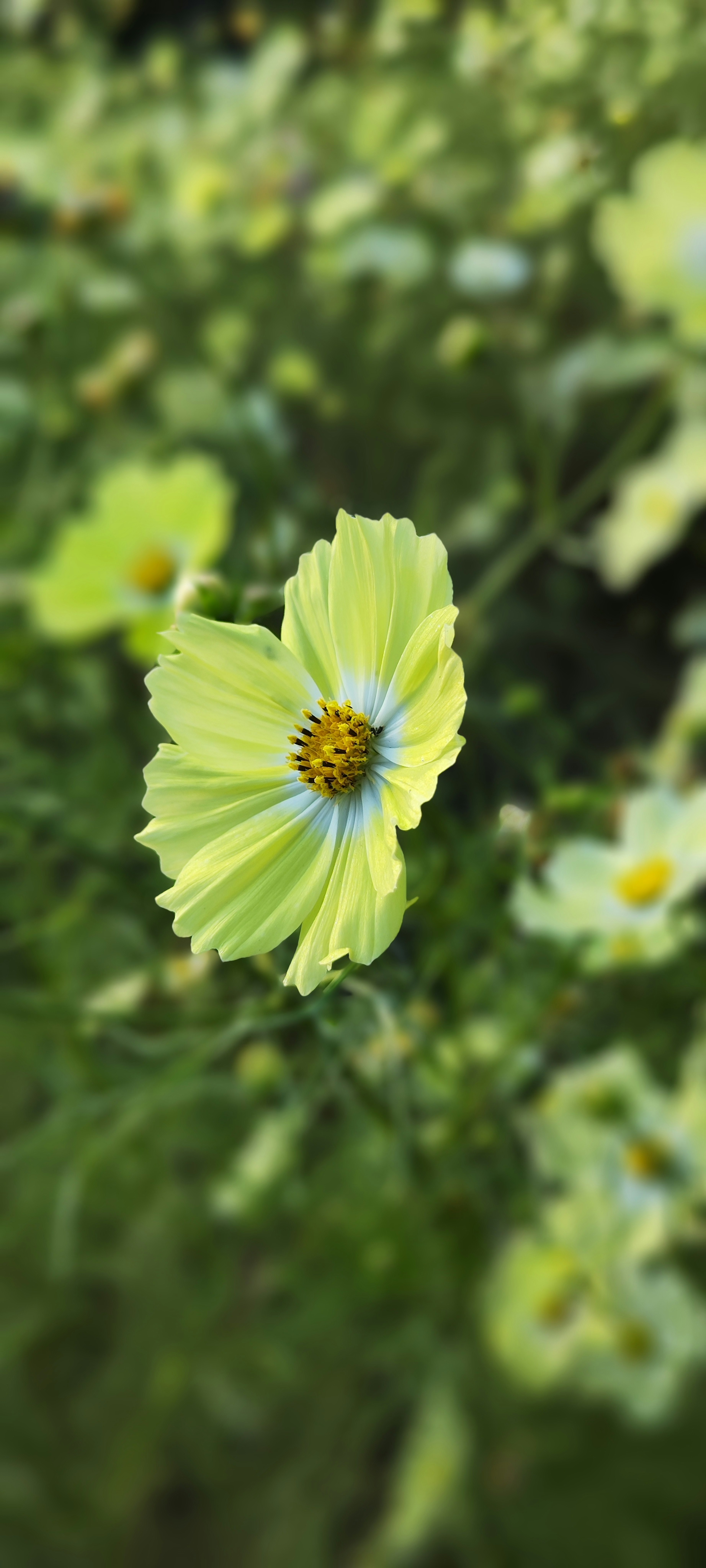 Vibrant light green flower in focus with blurred background of other flowers