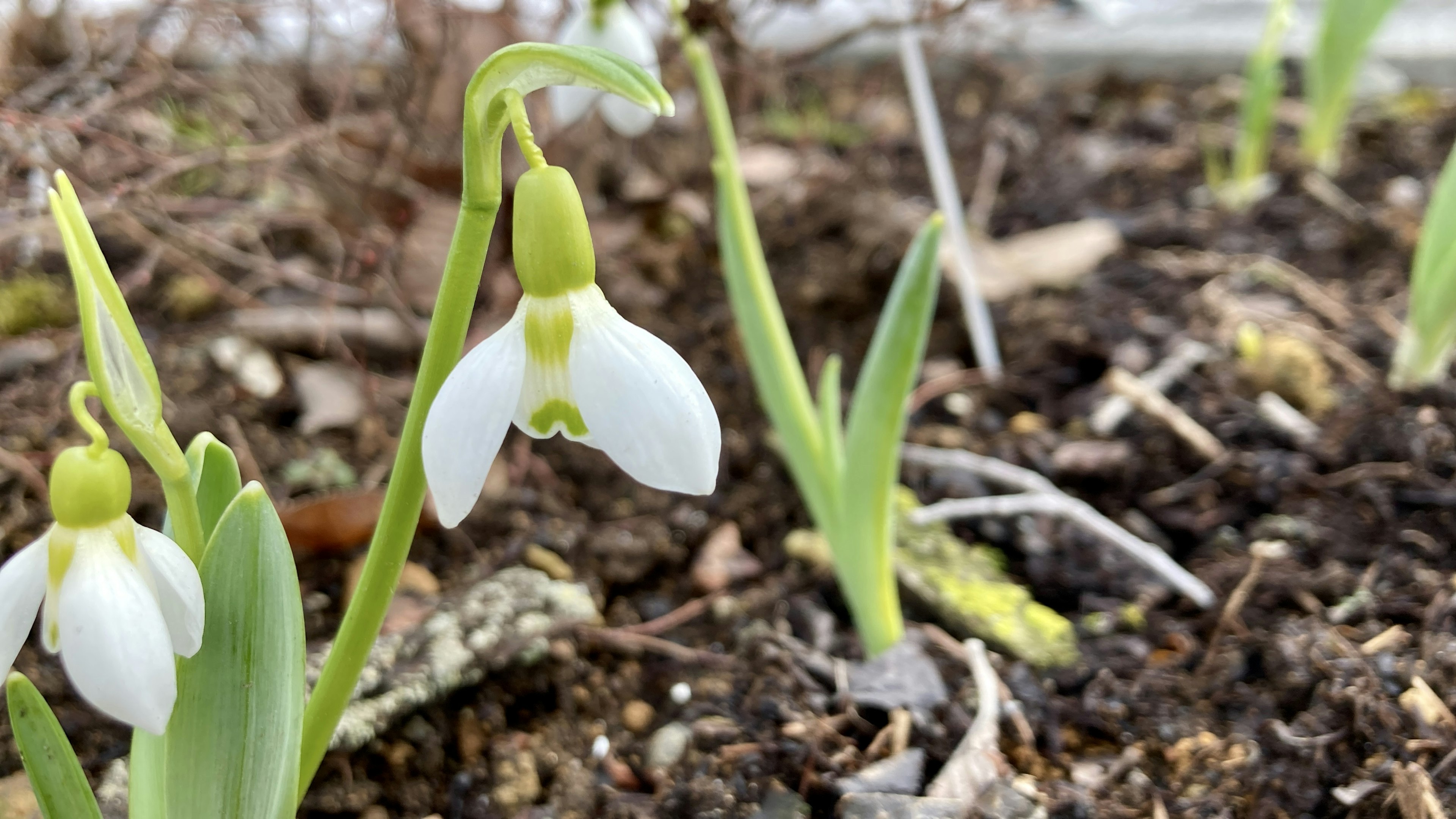 Fiori di bucaneve con petali bianchi che spuntano dal terreno