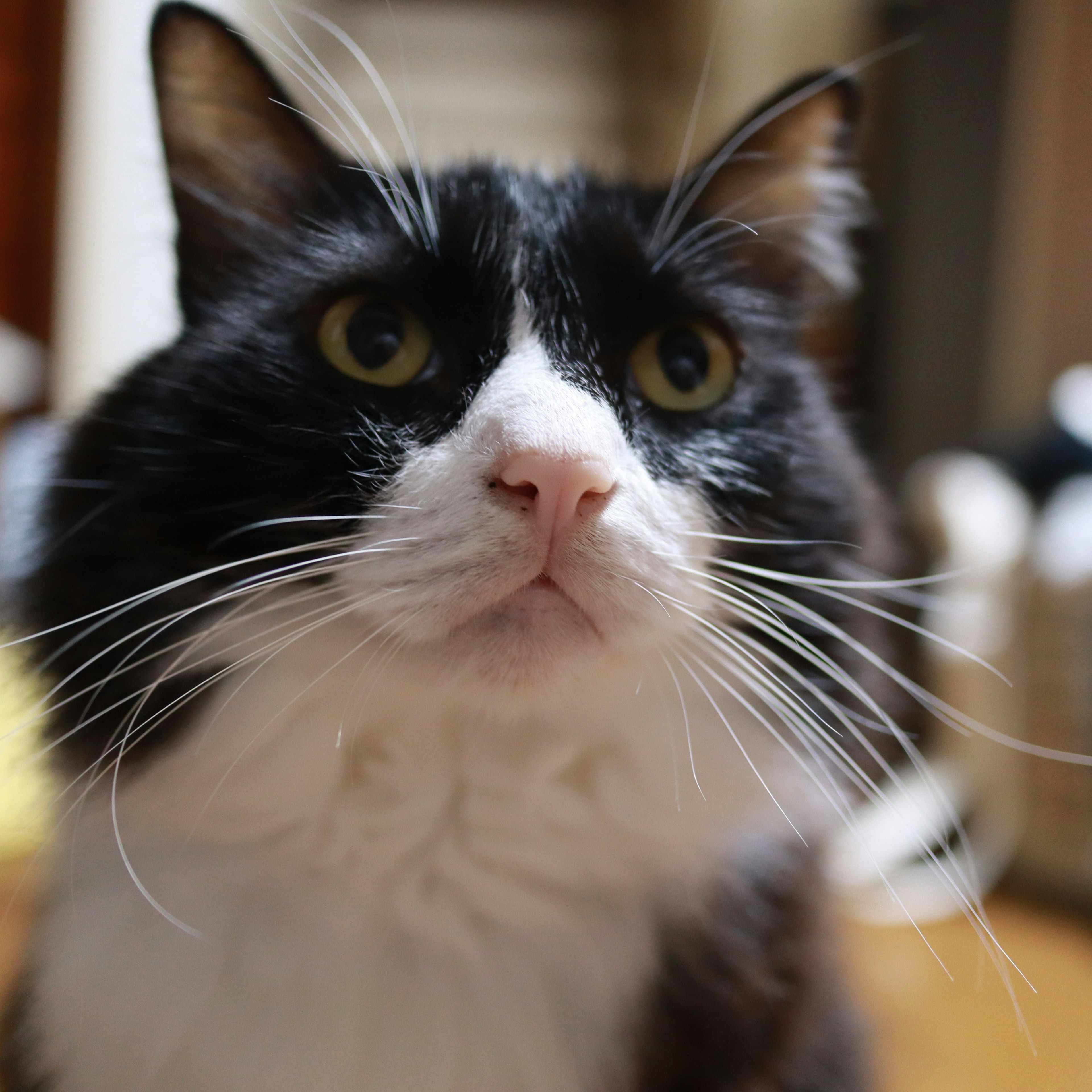 Un gatto bianco e nero che guarda verso la telecamera