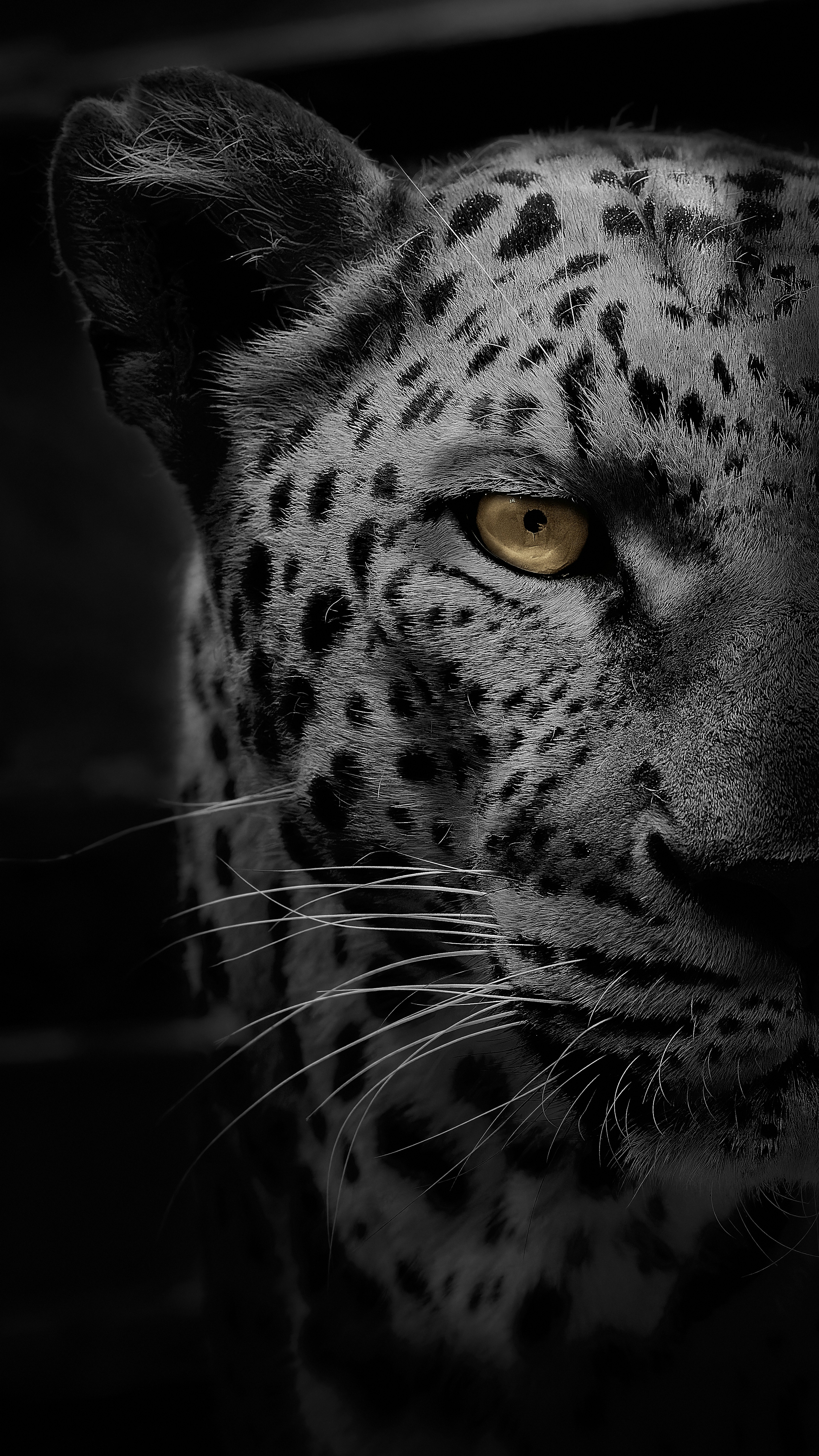 Close-up of a leopard's face with striking yellow eye against a dark background