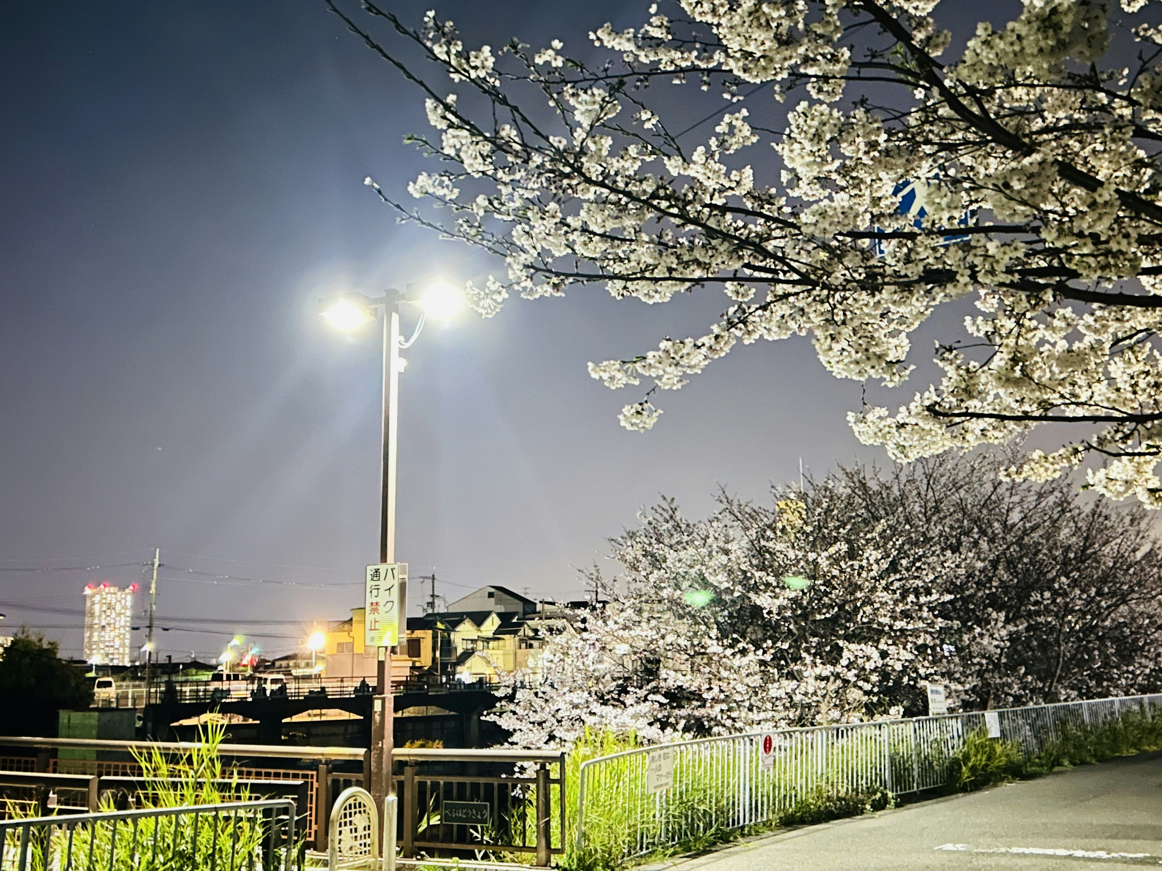 Pemandangan malam bunga sakura yang menerangi jalan