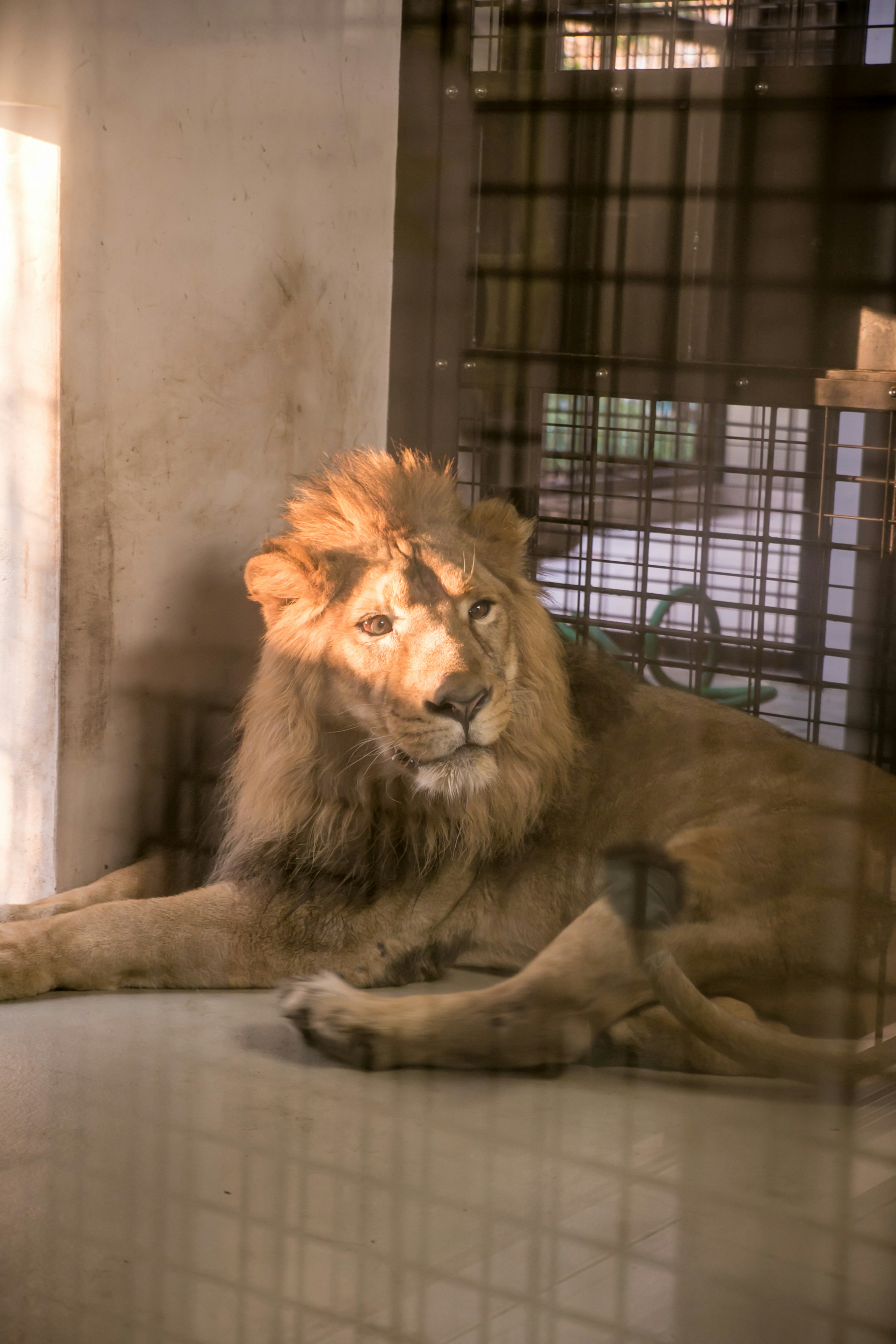 Un león descansando en una jaula con luz suave del sol iluminando su melena