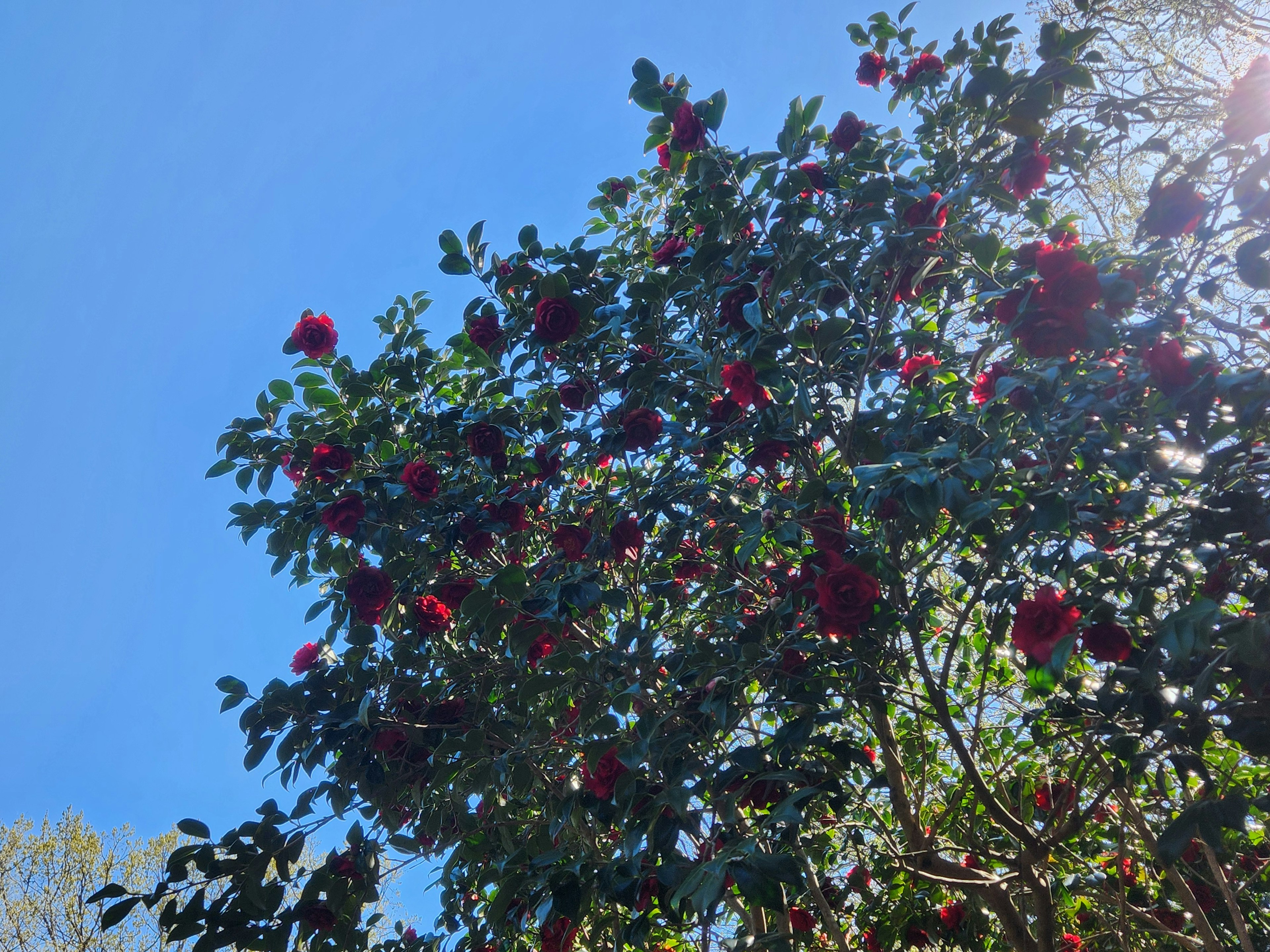 Un albero con fiori rossi sotto un cielo blu chiaro