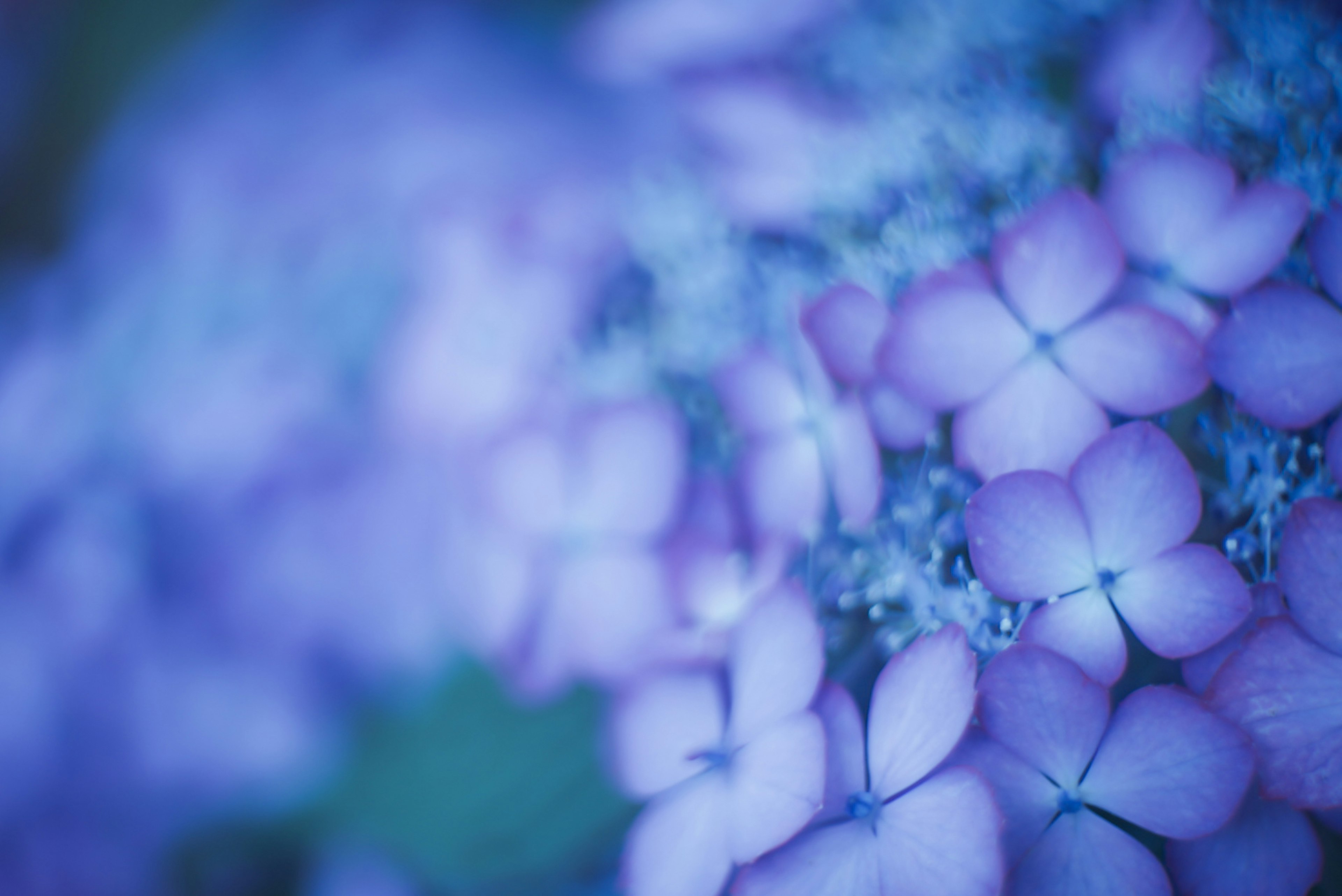 淡い紫色の花びらが重なり合う美しい風景