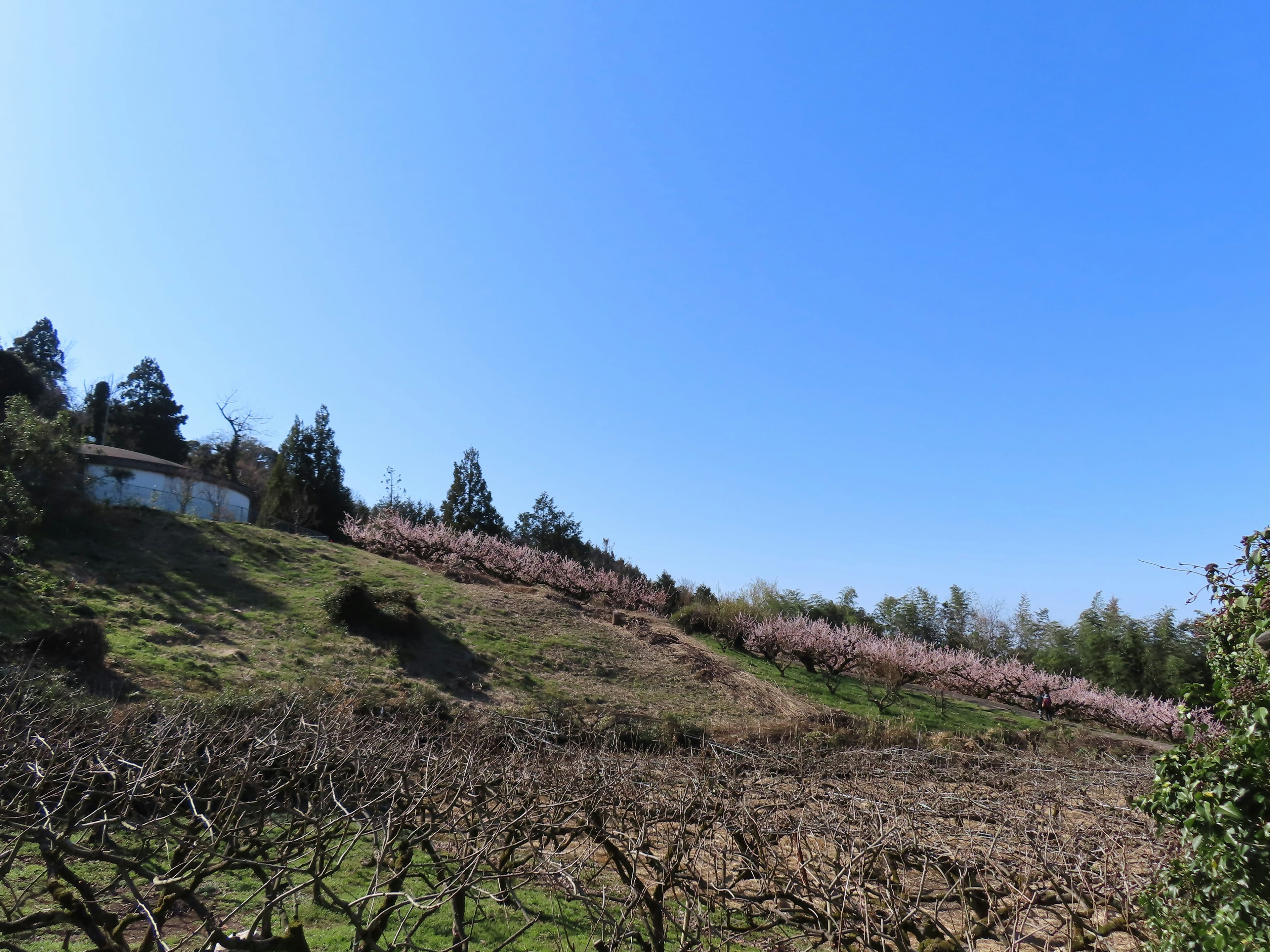 Landschaft mit blühenden Pfirsichblüten auf einem Hügel unter einem klaren blauen Himmel