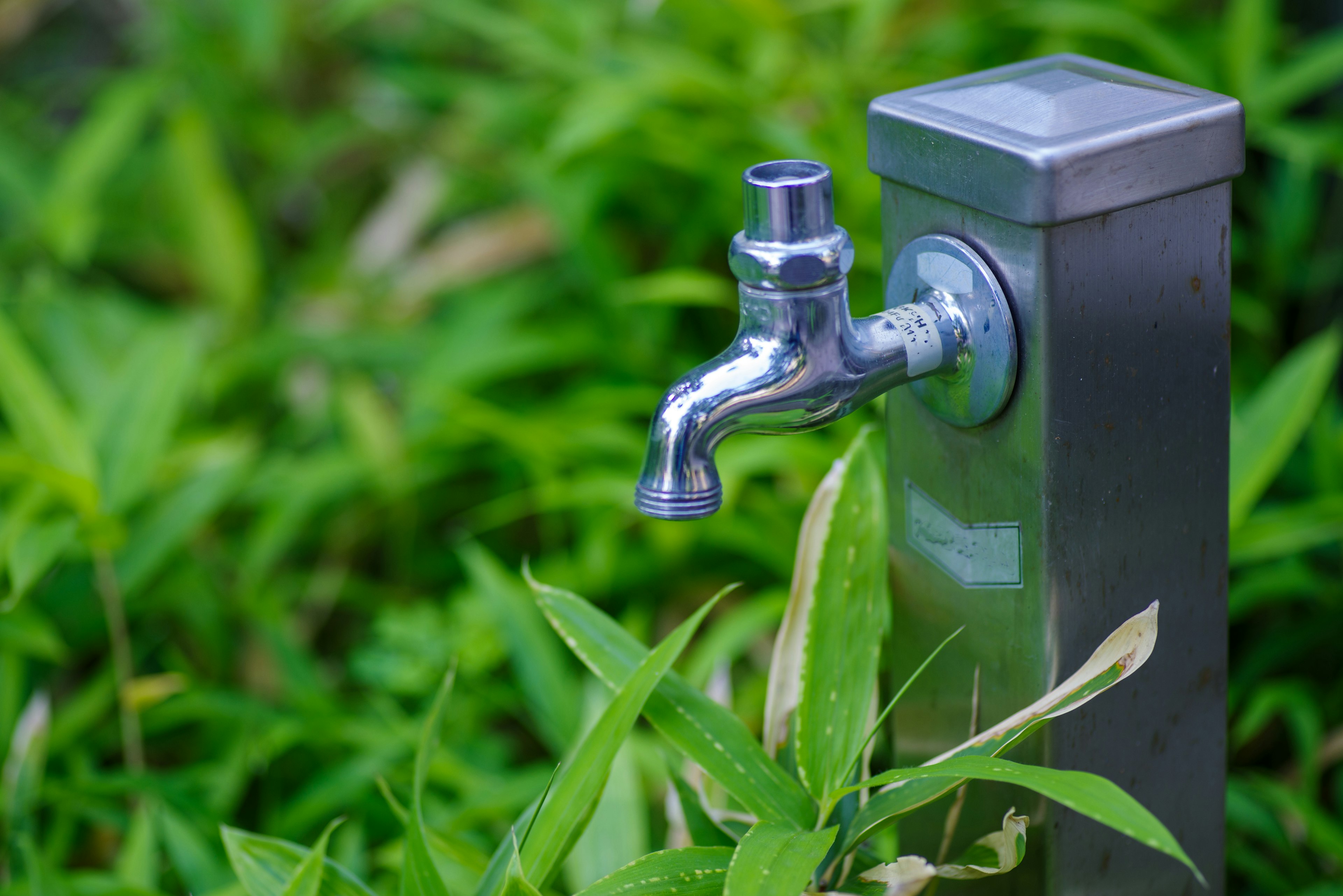 Metal water faucet surrounded by lush green plants