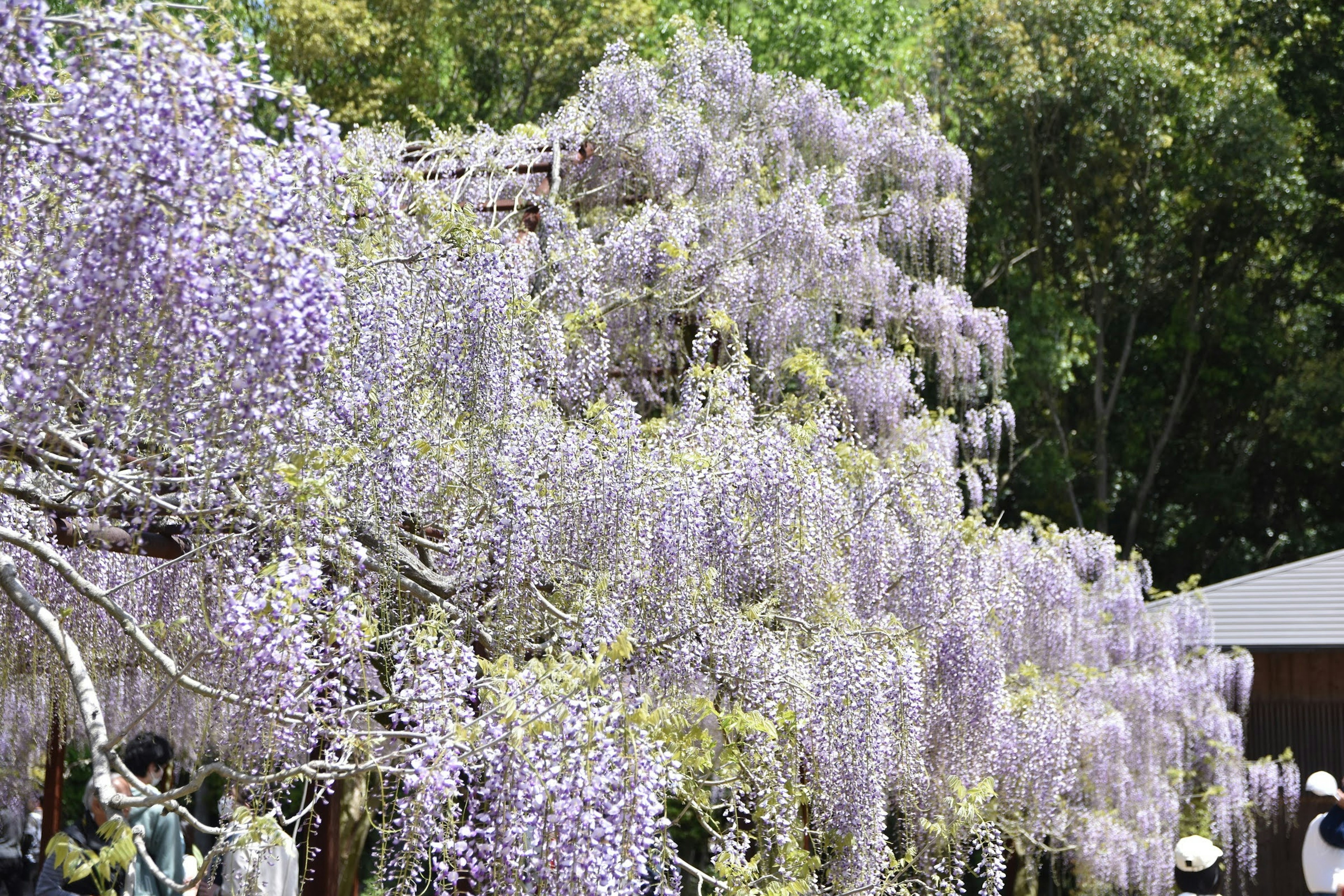 Hermoso árbol de glicinia con flores moradas