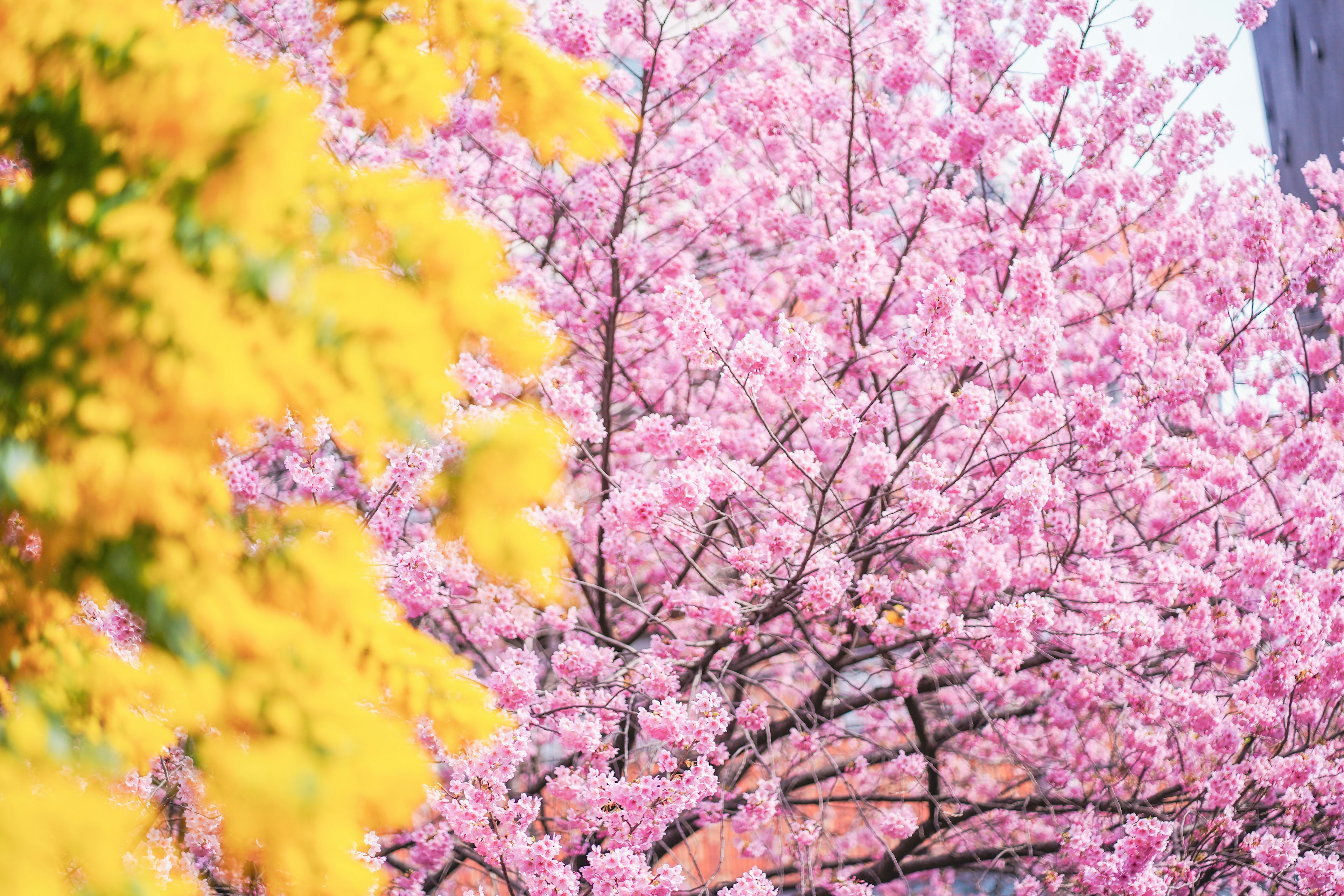 Pemandangan dengan pohon sakura merah muda dan bunga mimosa kuning