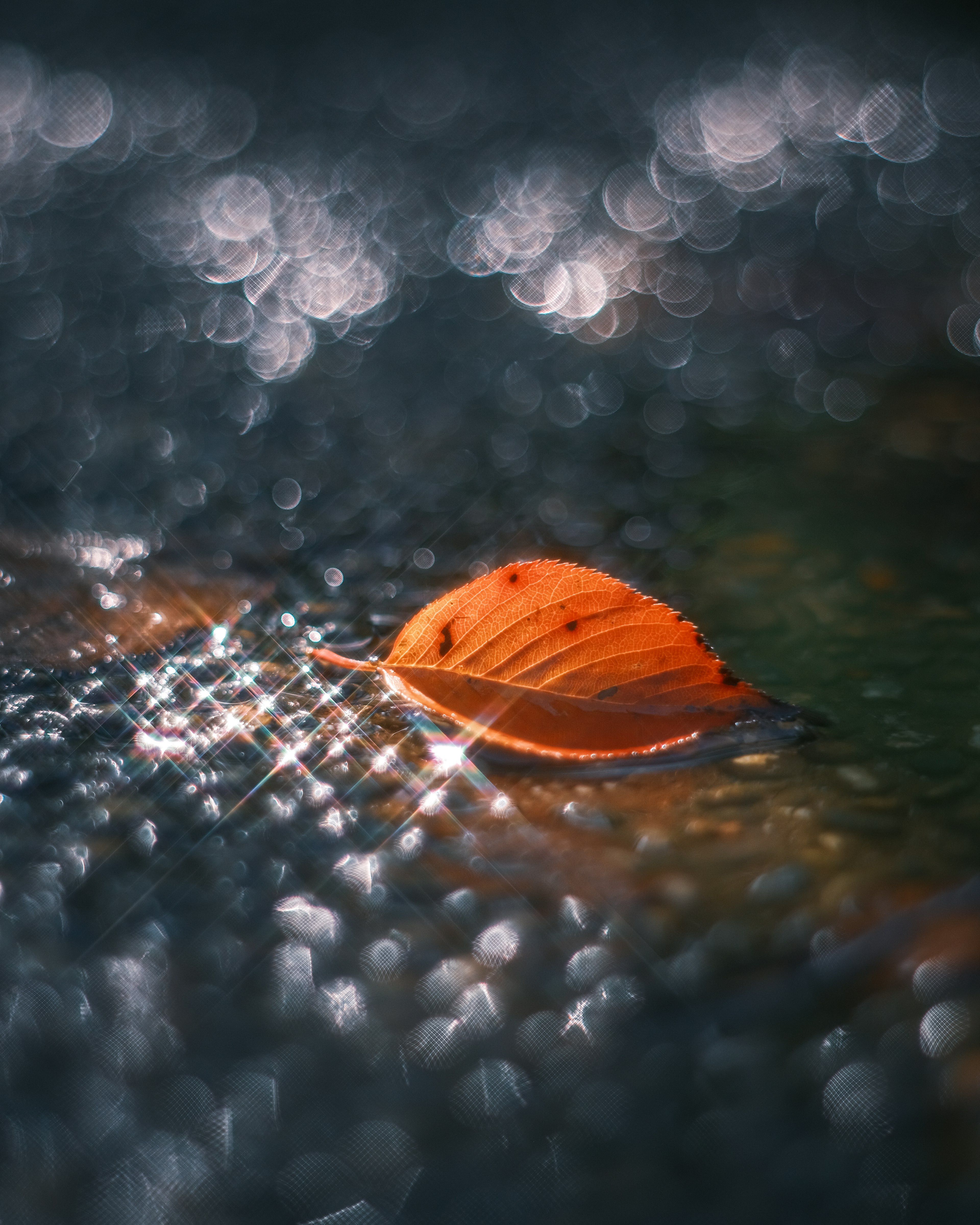 An orange leaf floating on water with sparkling reflections