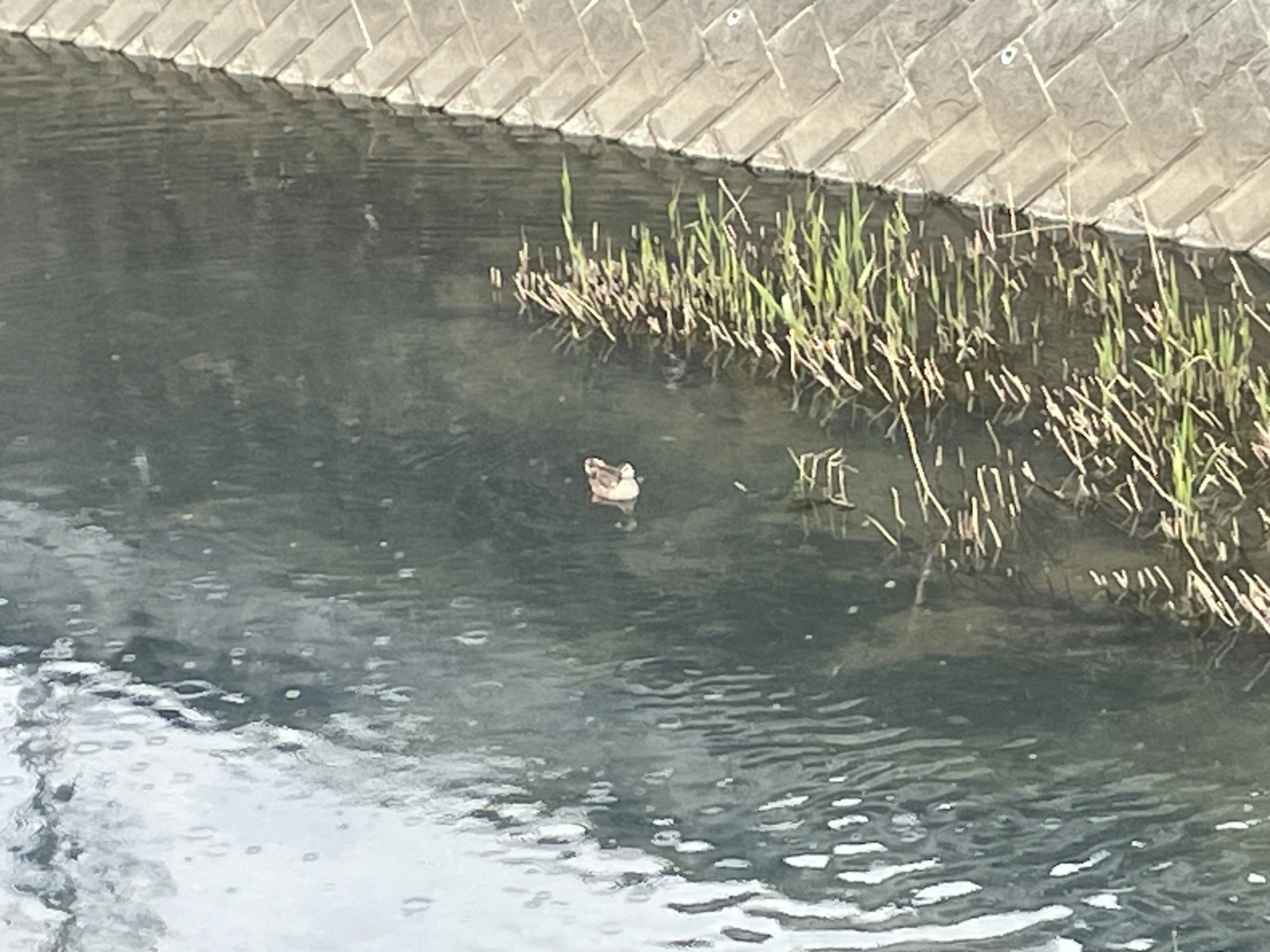 Un petit oiseau flottant sur l'eau avec de l'herbe verte autour