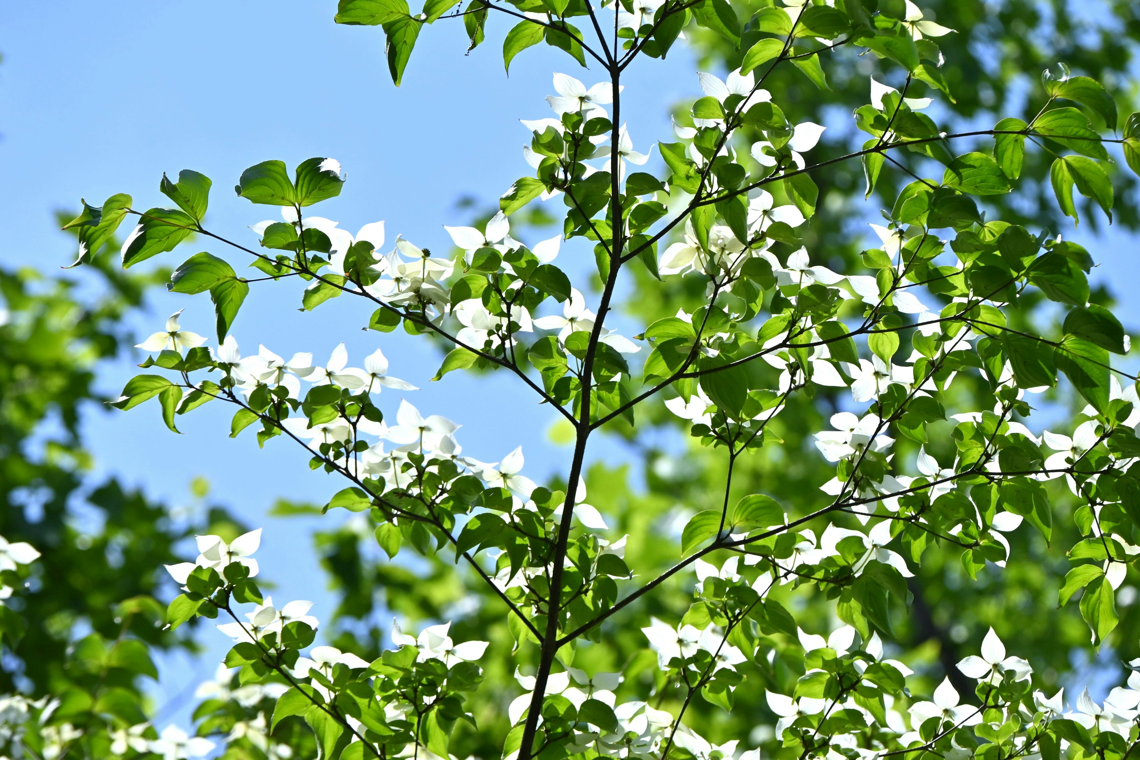 Branches with white flowers and green leaves under a blue sky