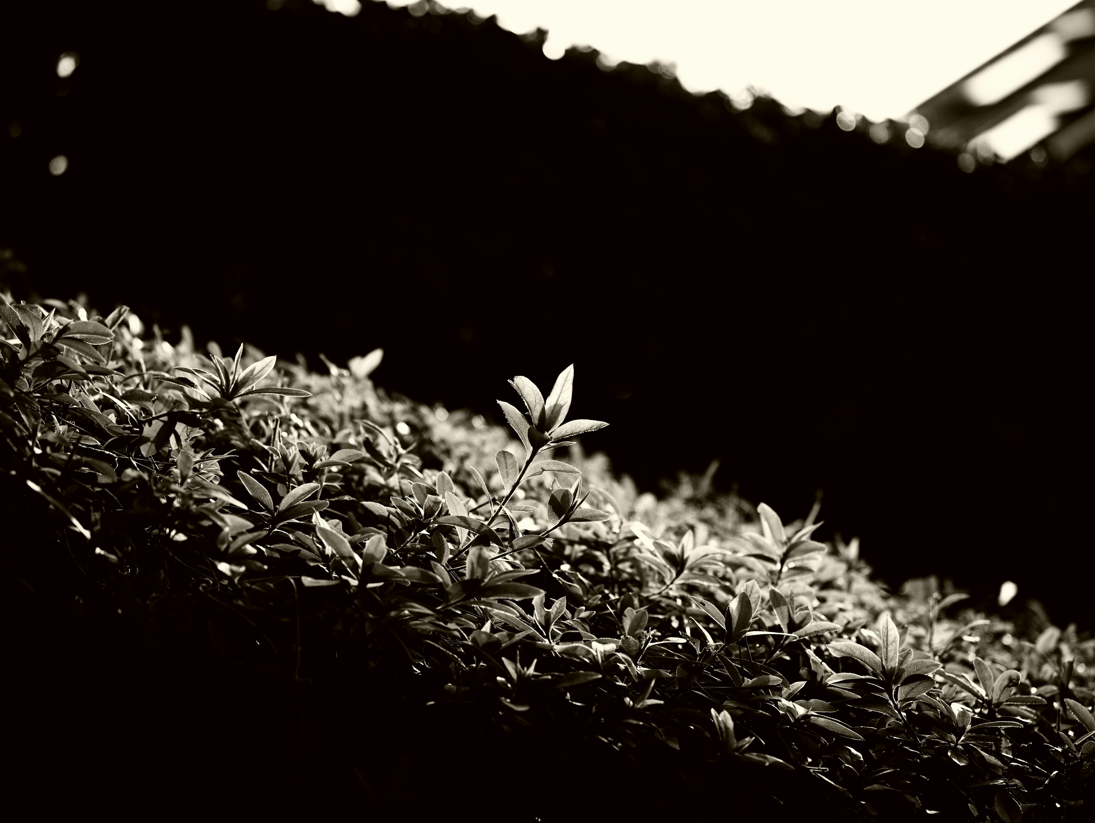 Close-up of a green sprout standing out among dark leaves